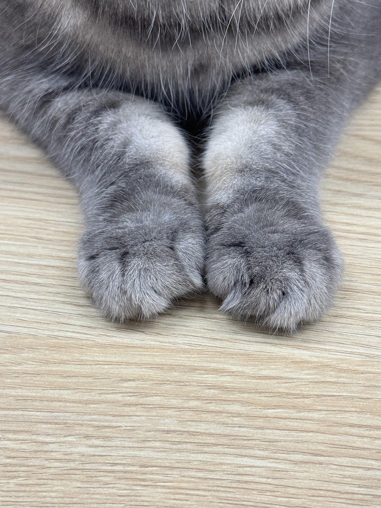 행복한 고양이 집사