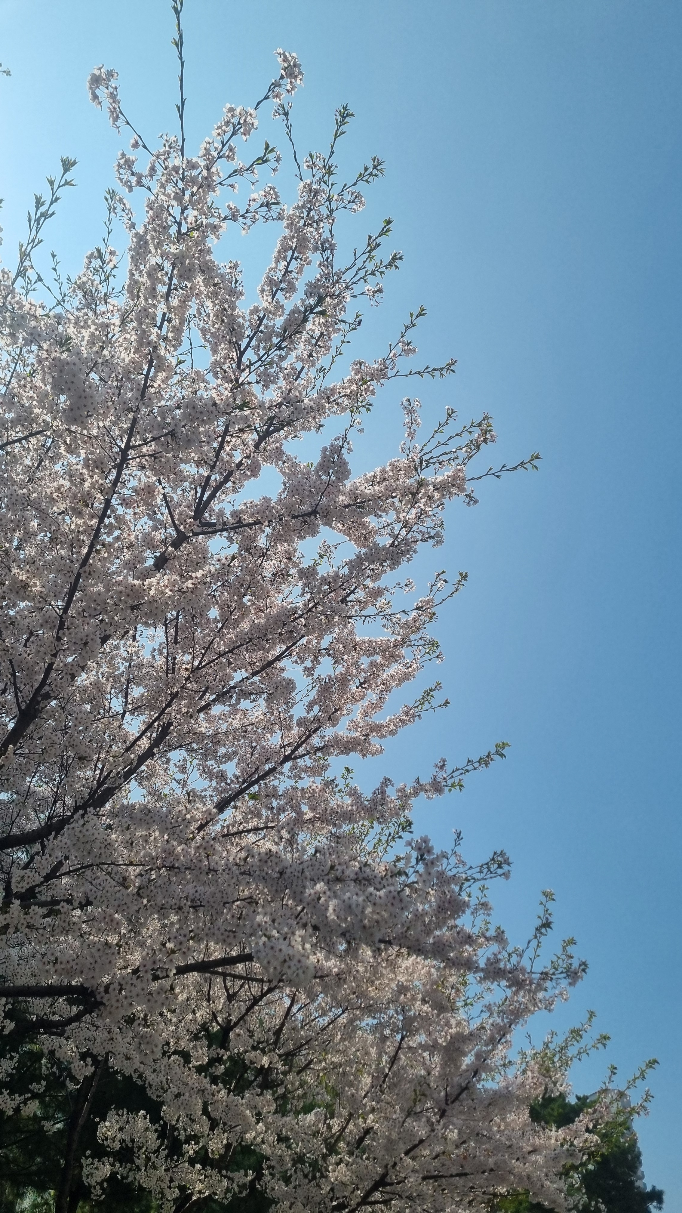 봄날이고싶어라