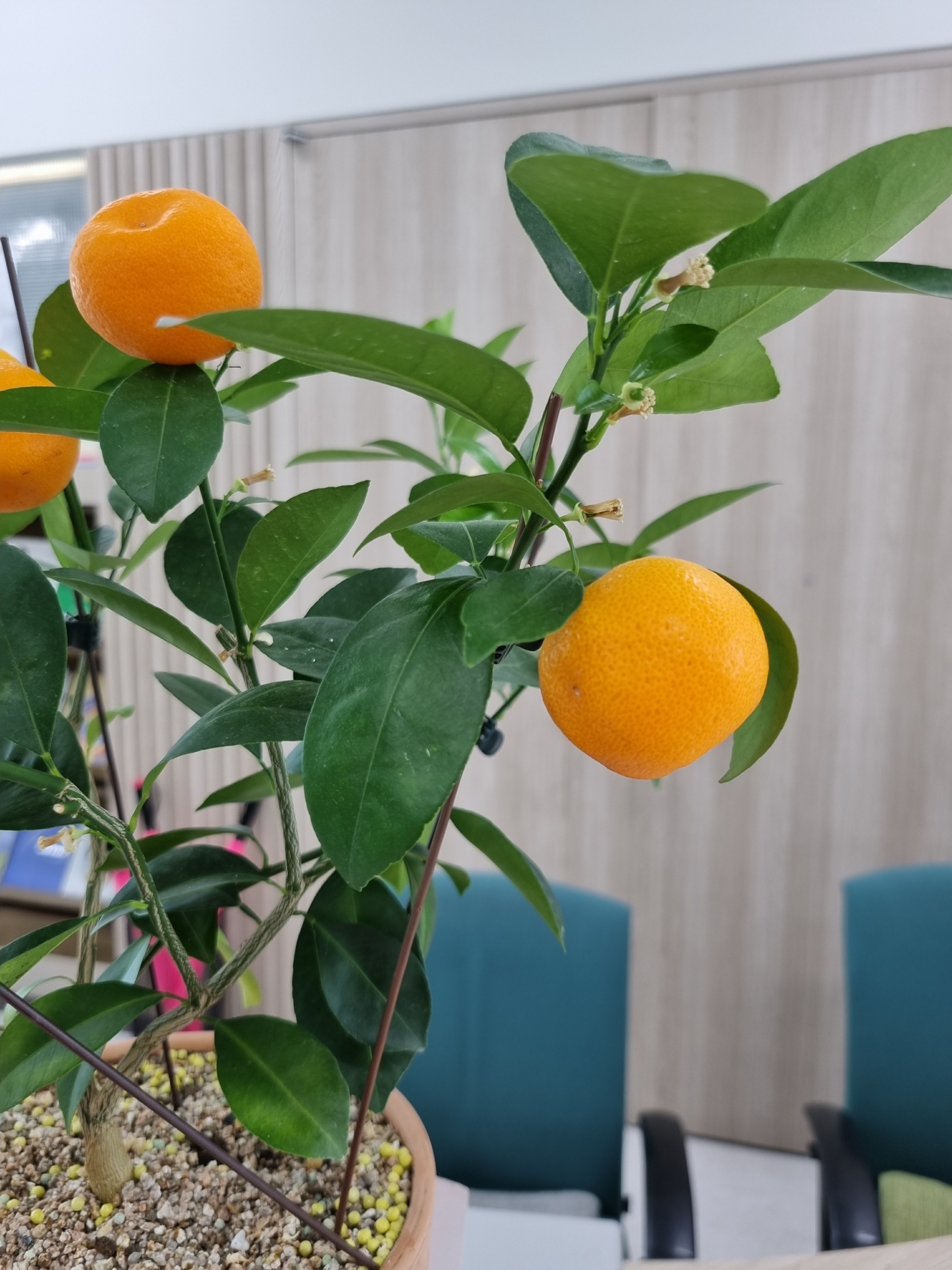 옥돌민과구슬주 한자를 써요 내별명은 민주당ㅎㅎ