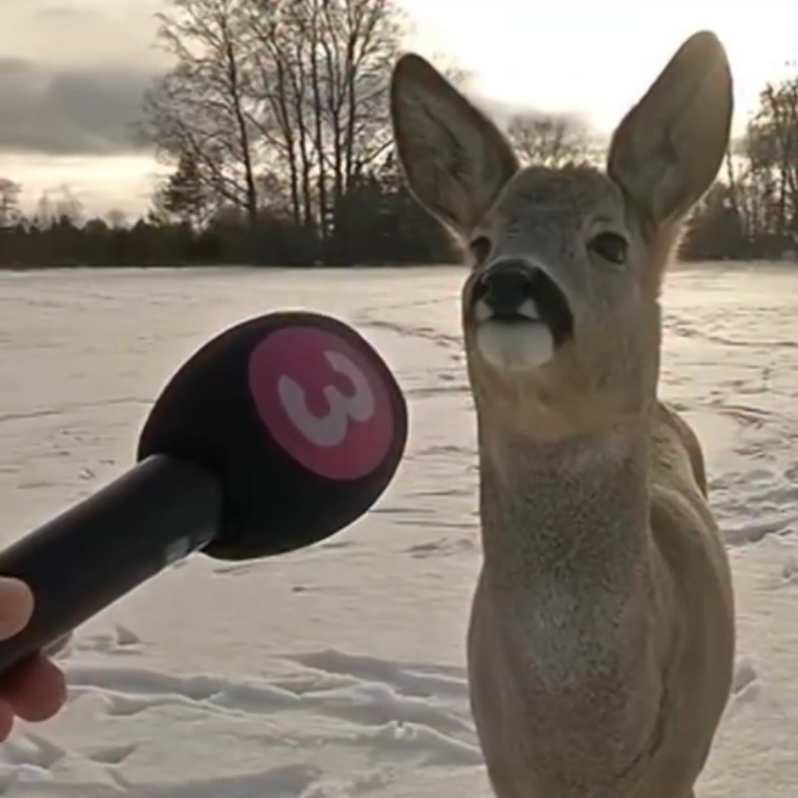 크림치즈프레즐