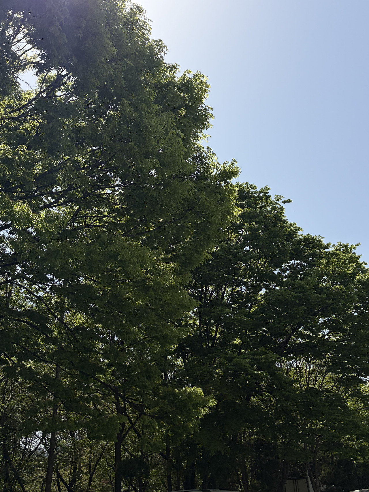 샴푸가되고싶어