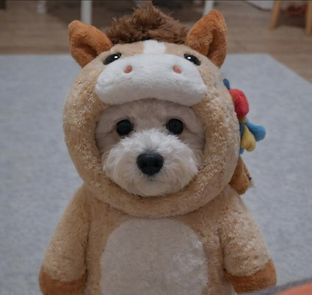 미쿡인의 이야기