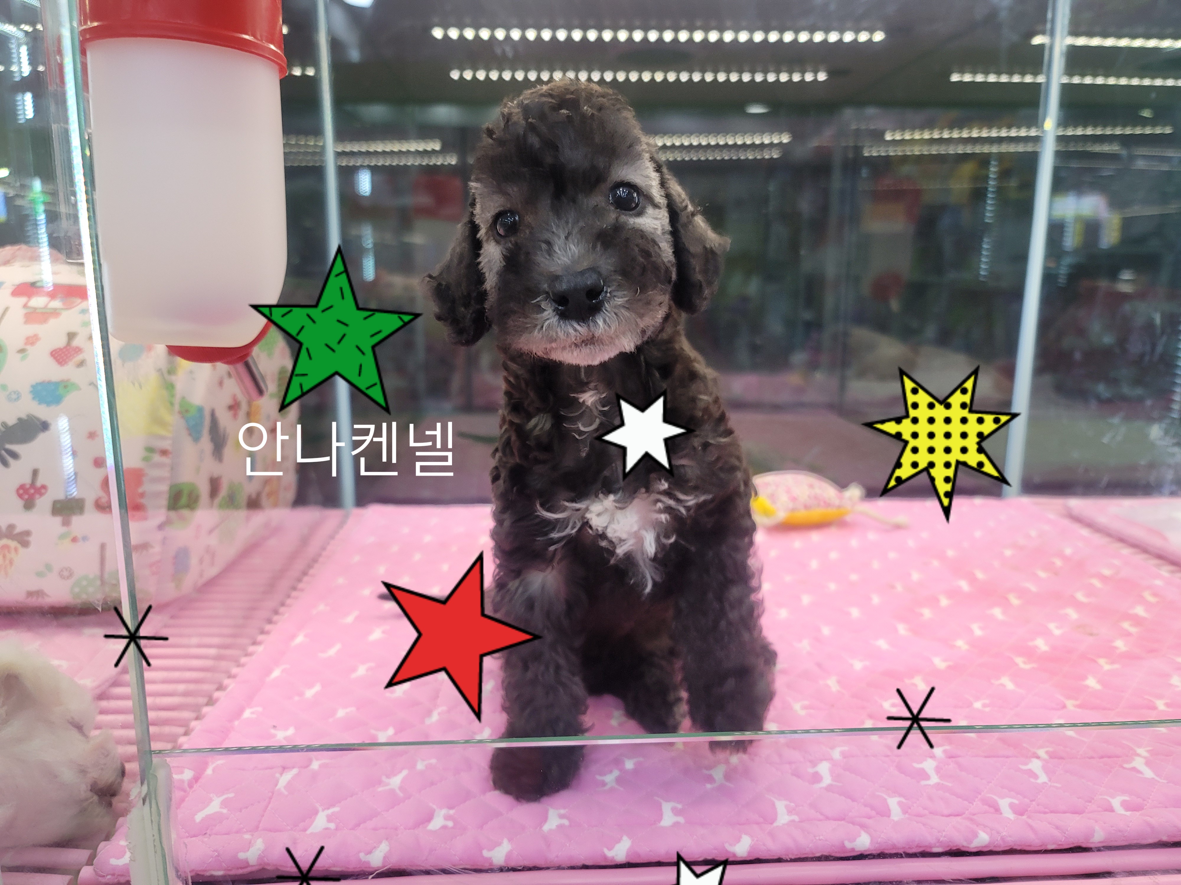 멍멍아야옹아