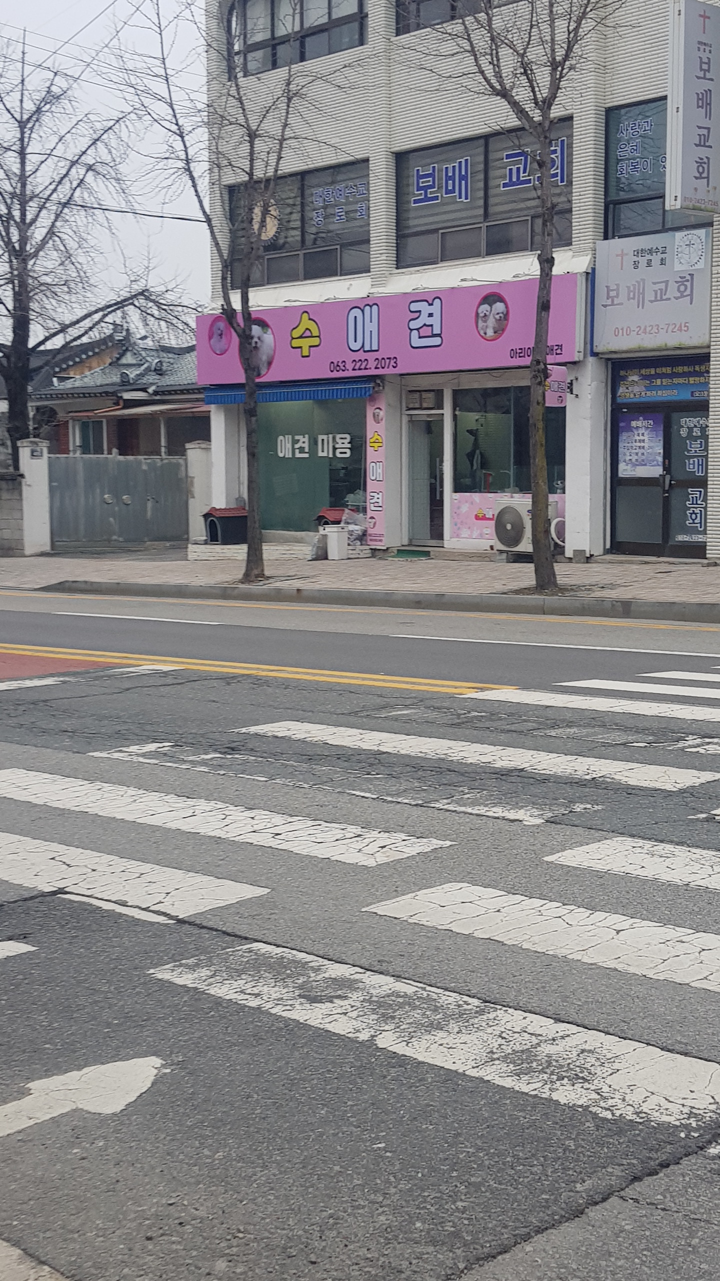 수애견