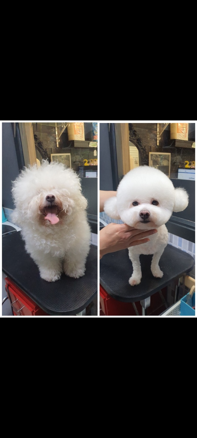 강아지왈츠