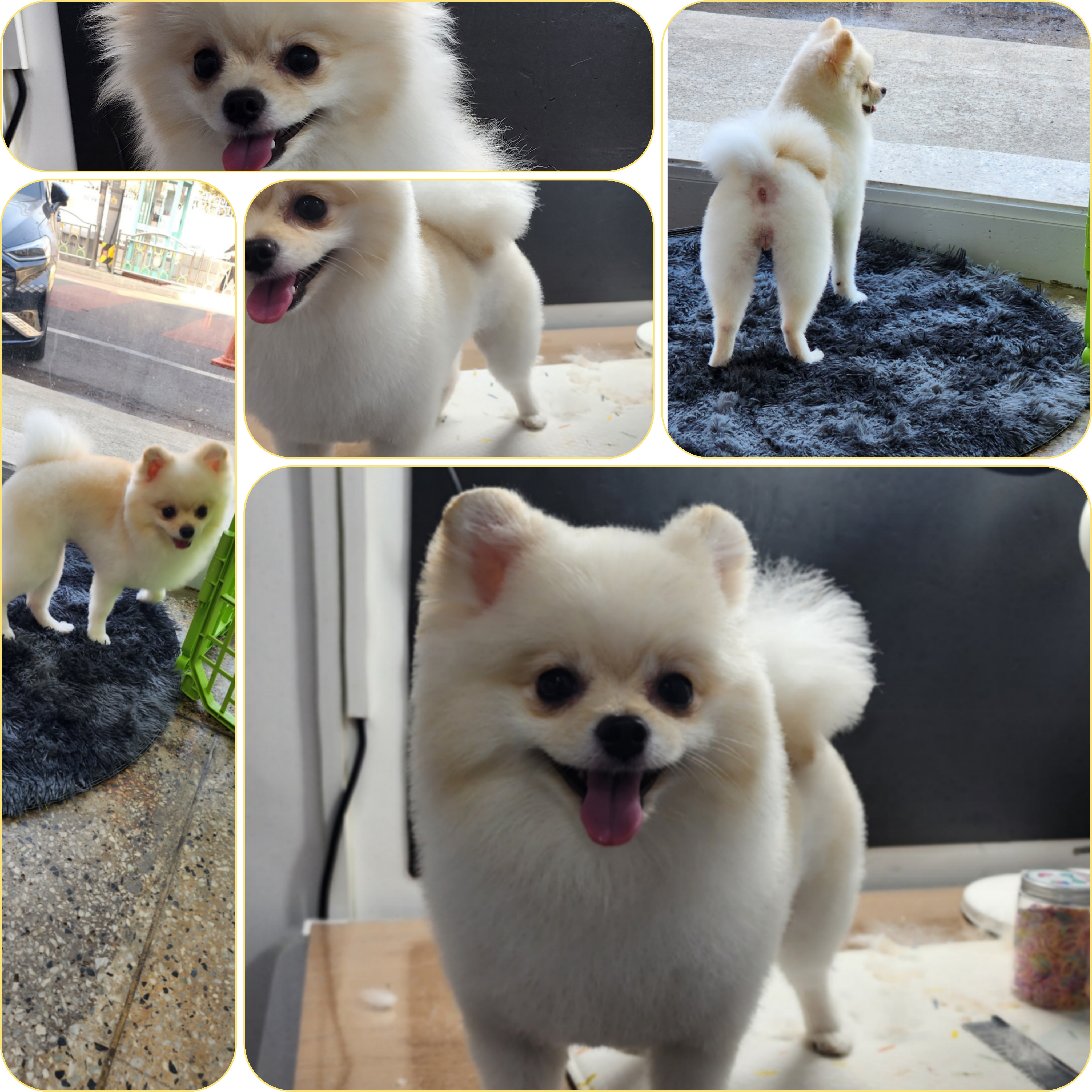 숲속애견샵
