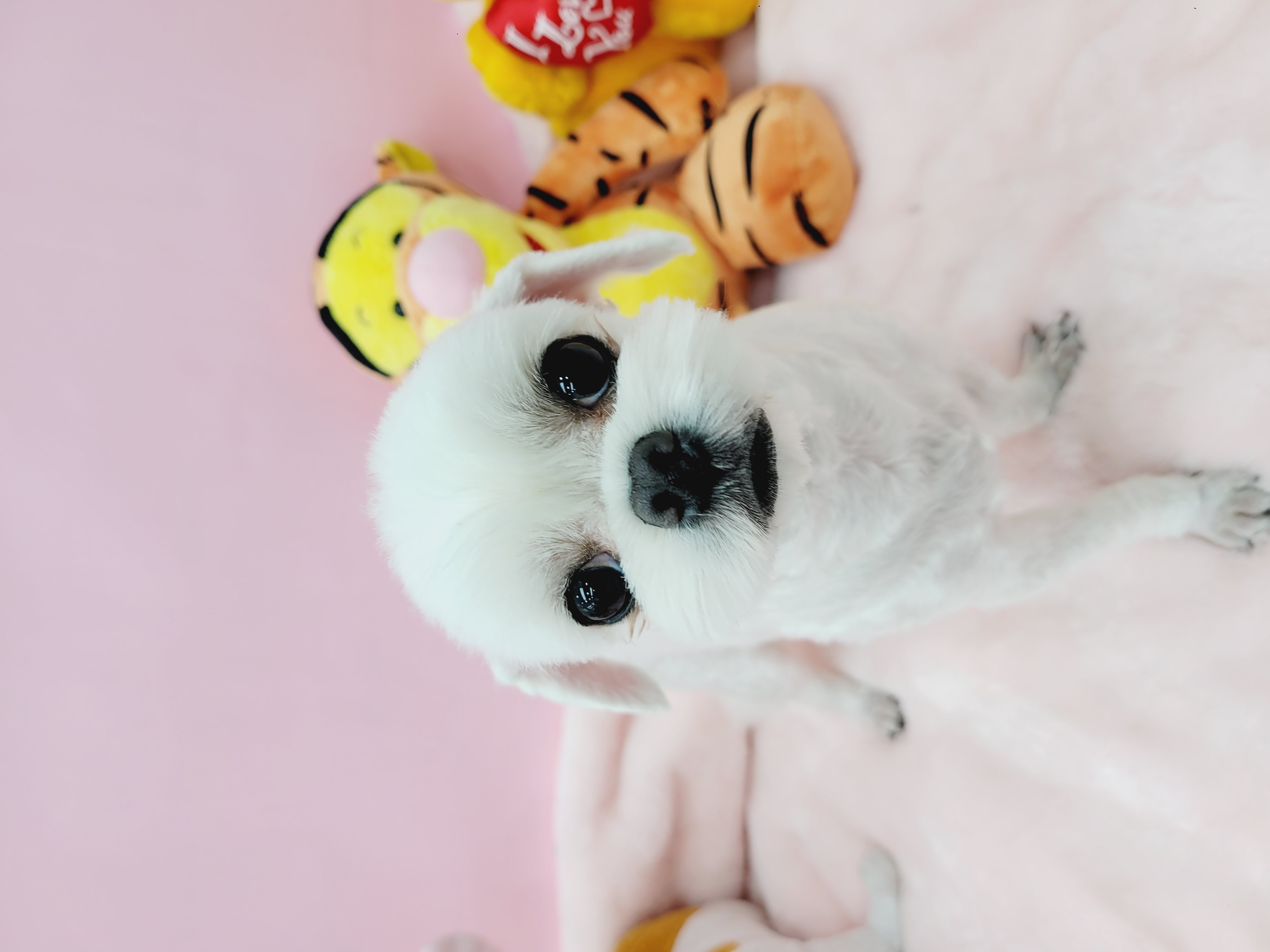 몽이슈(mong issue)