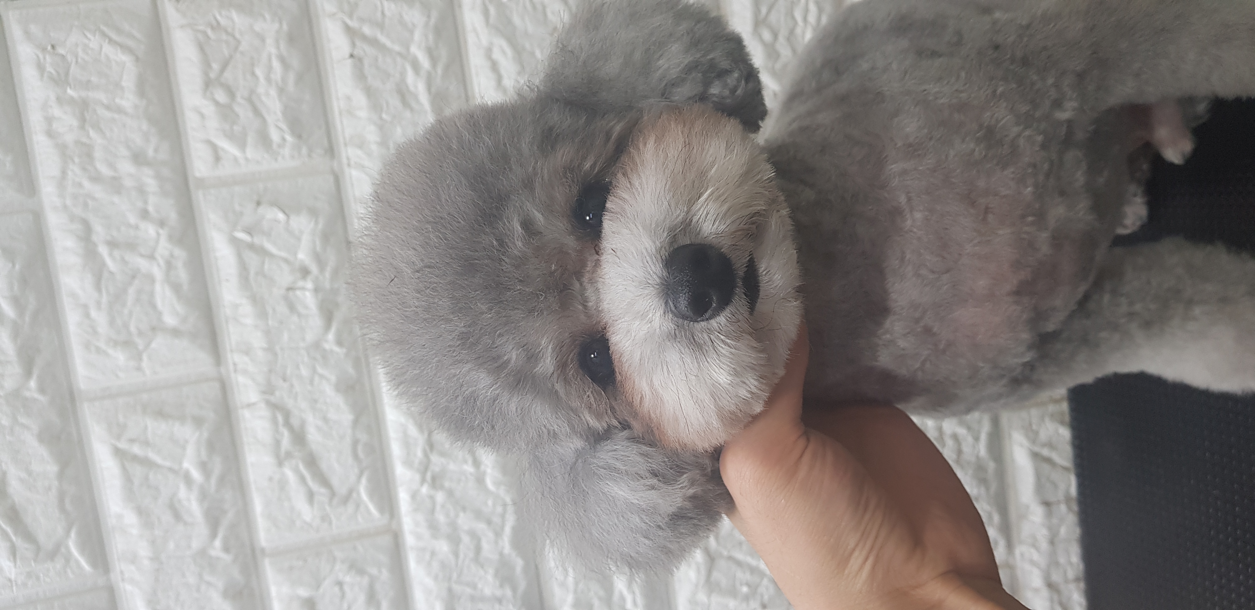 로니펫