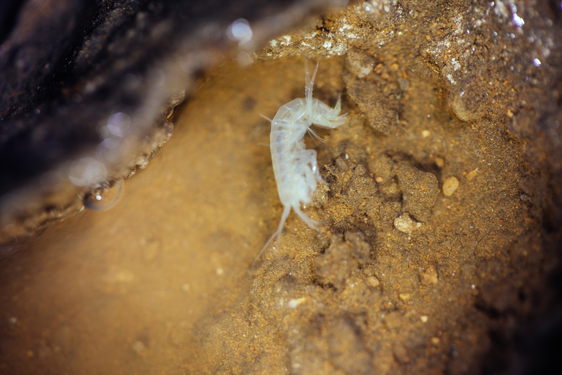 단양 고수동굴 이미지