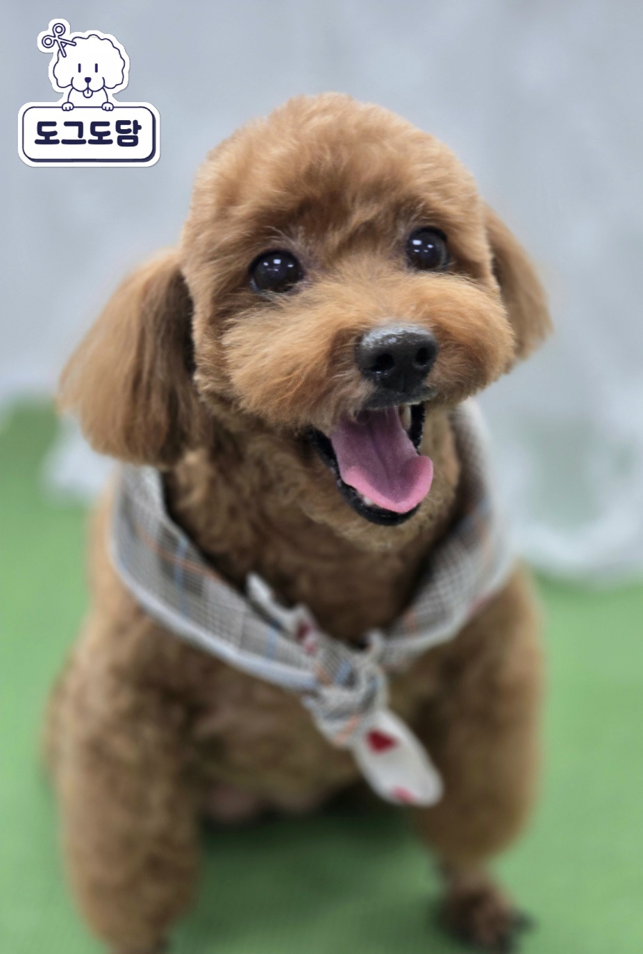 도그도담