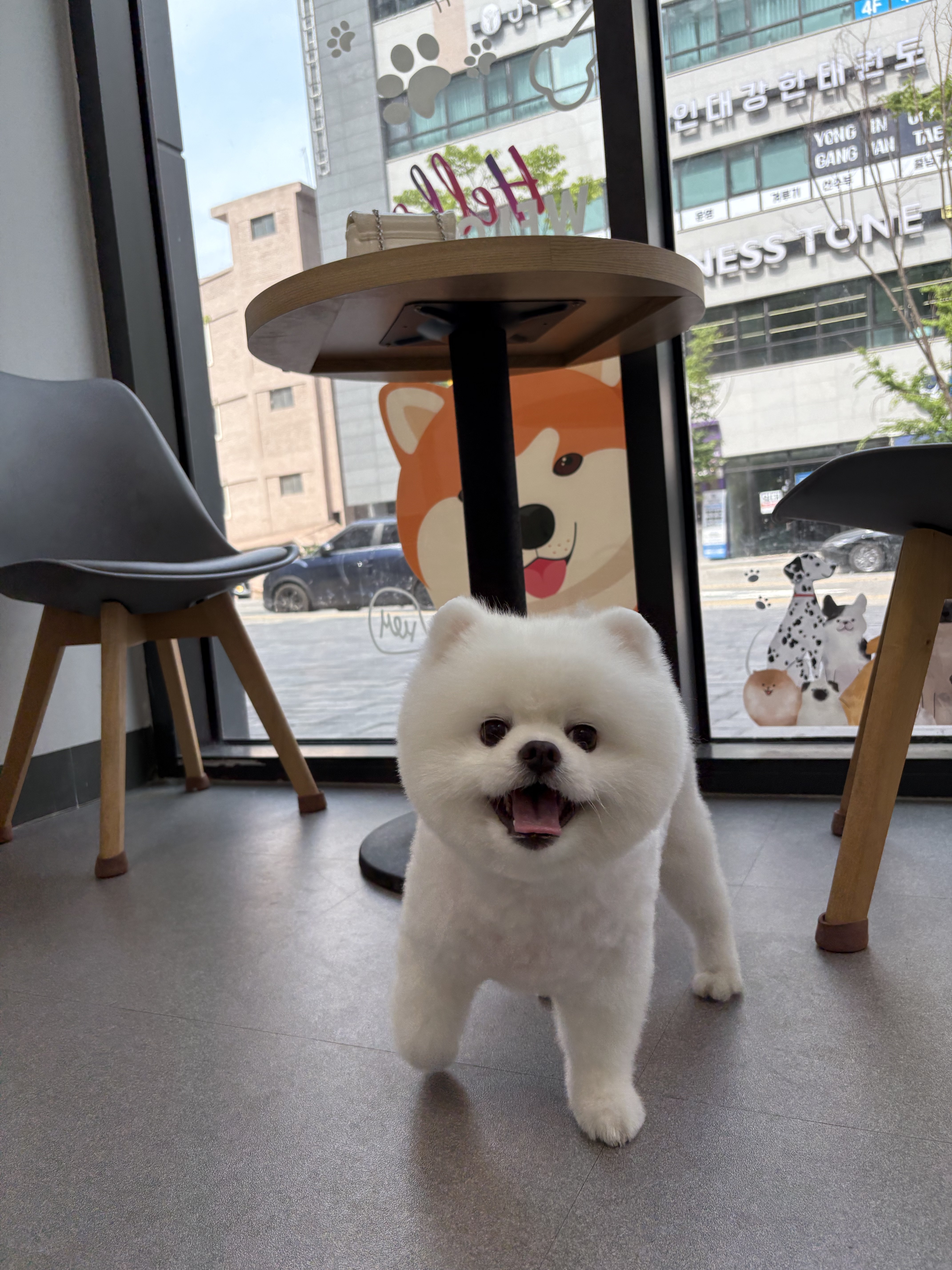 정쌤펫살롱