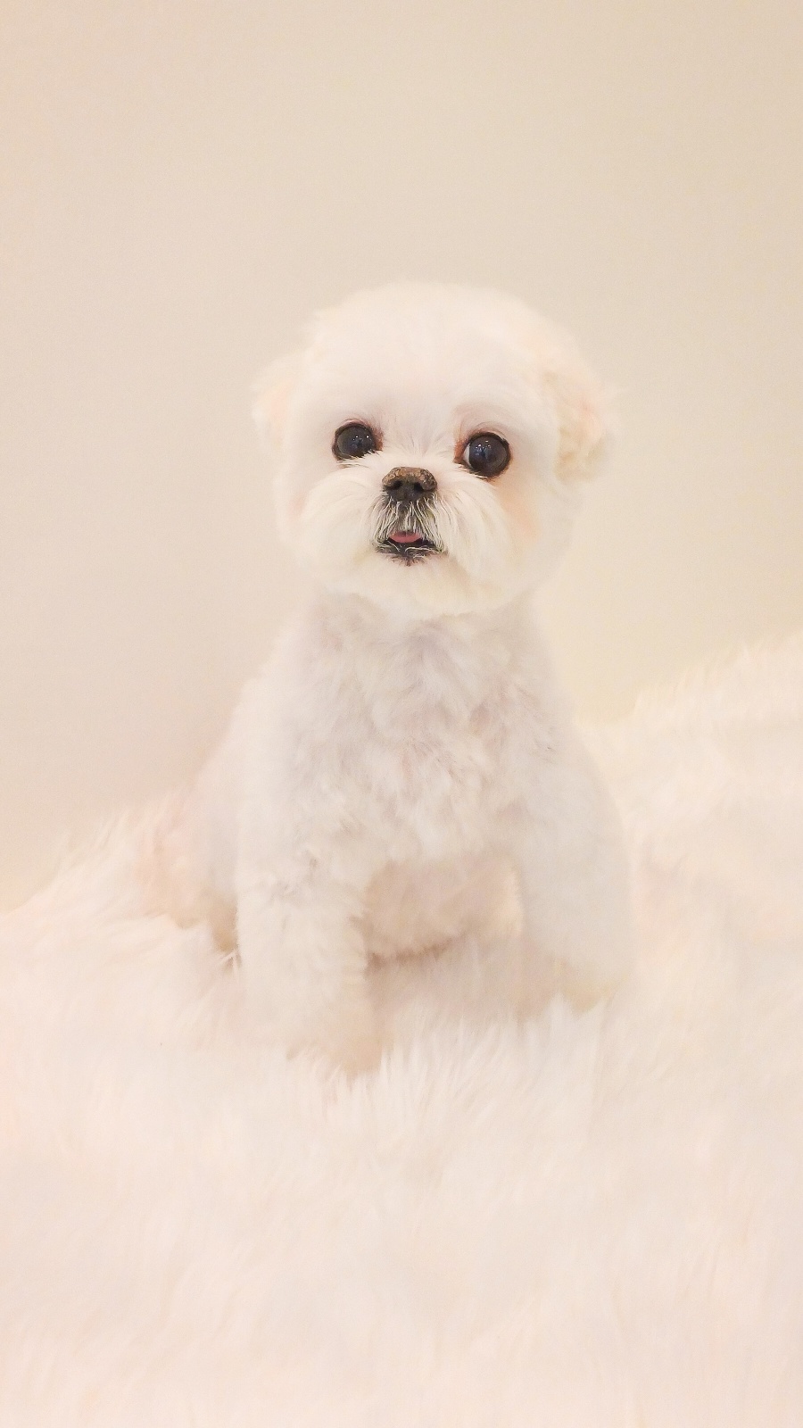 댕댕이모