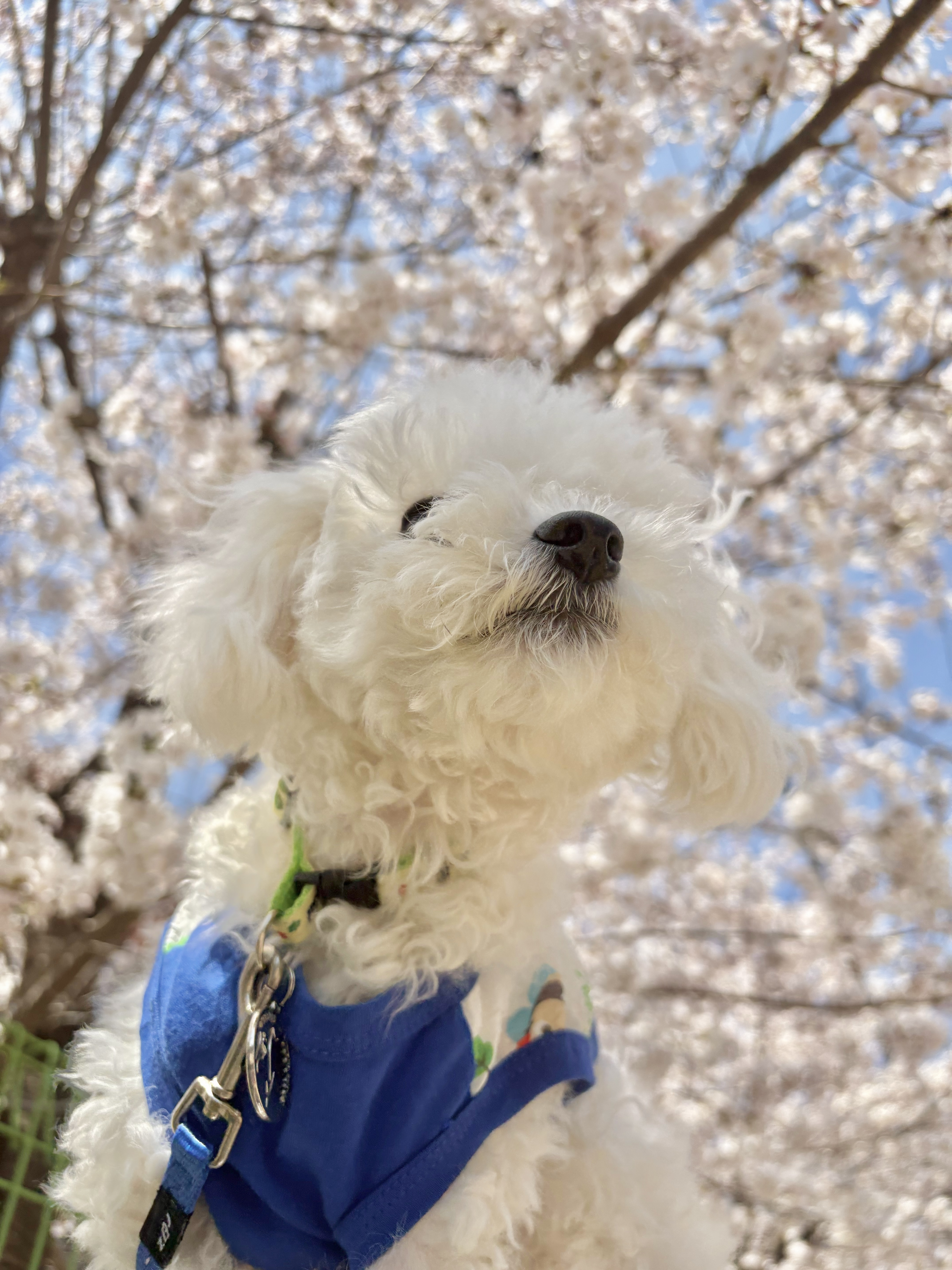 (주)털로덮인친구들 오산점