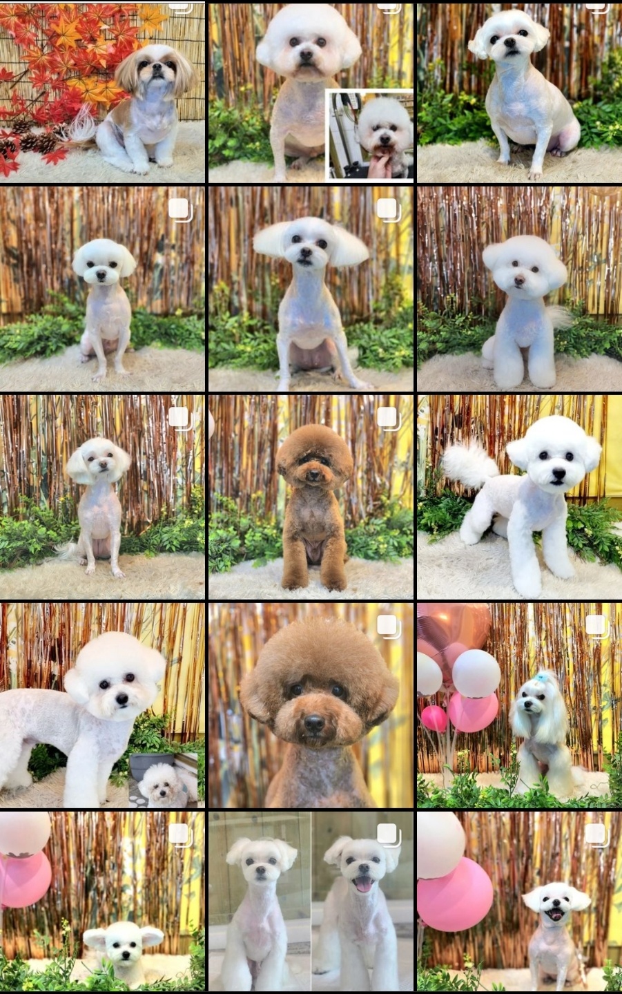 크라운독