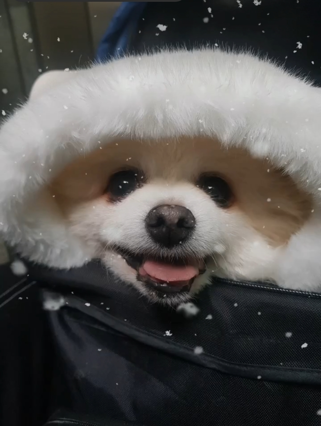 코이독(눈 내리는 강아지마을)