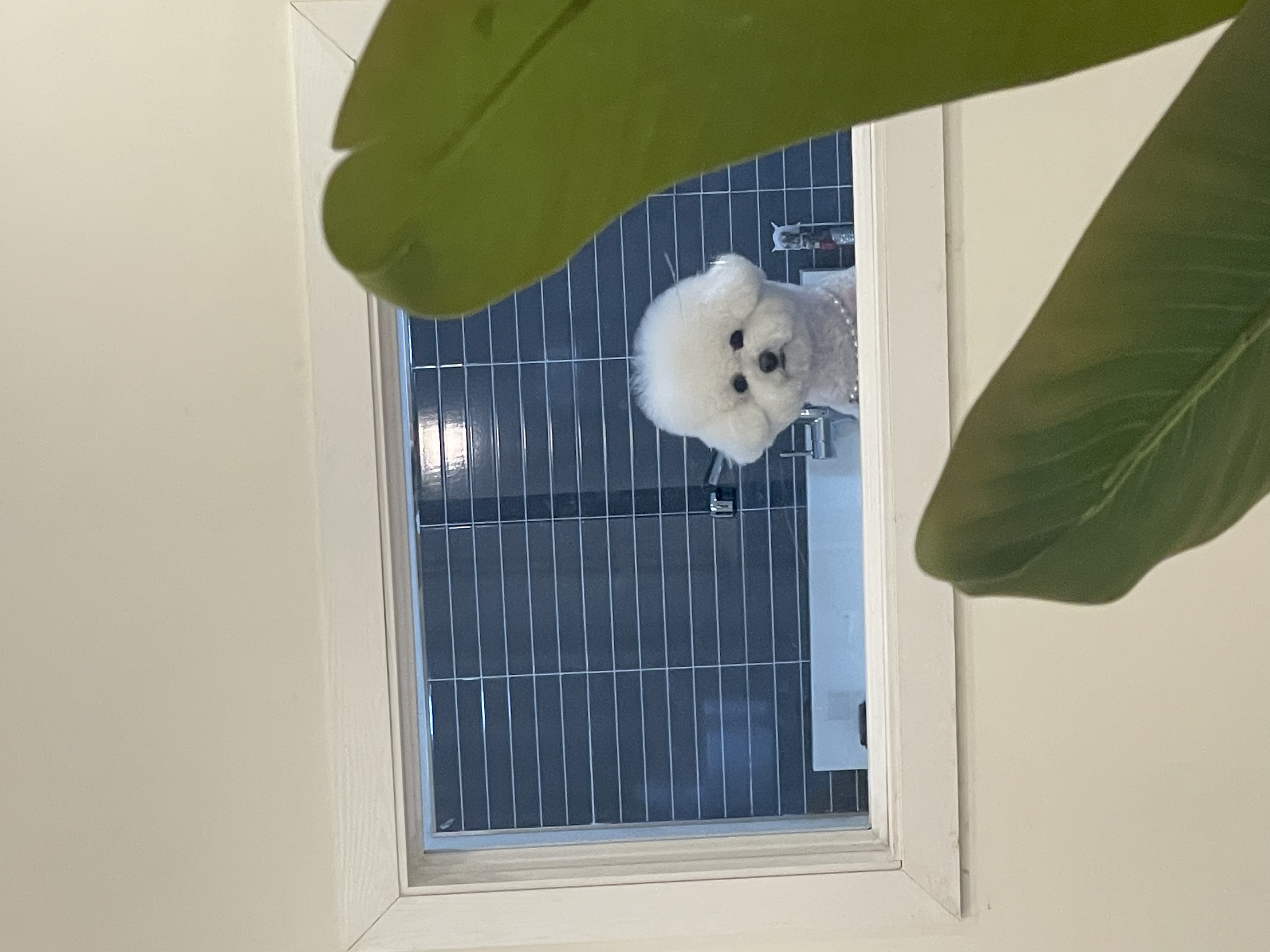 몽발관