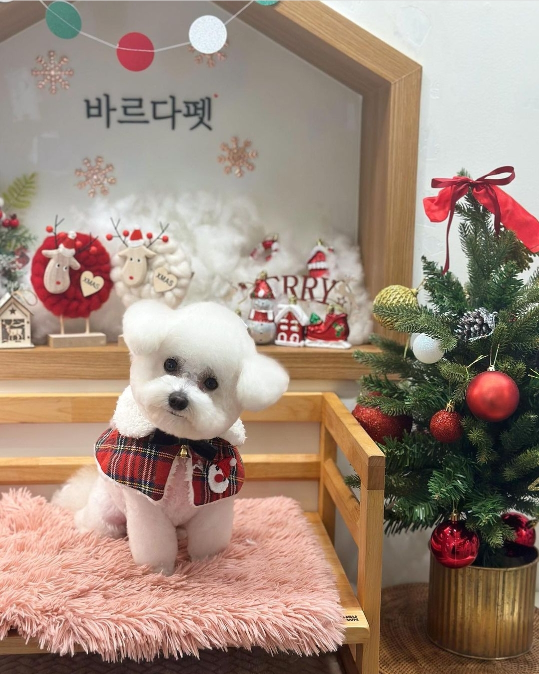 바르다펫 꿈의숲점