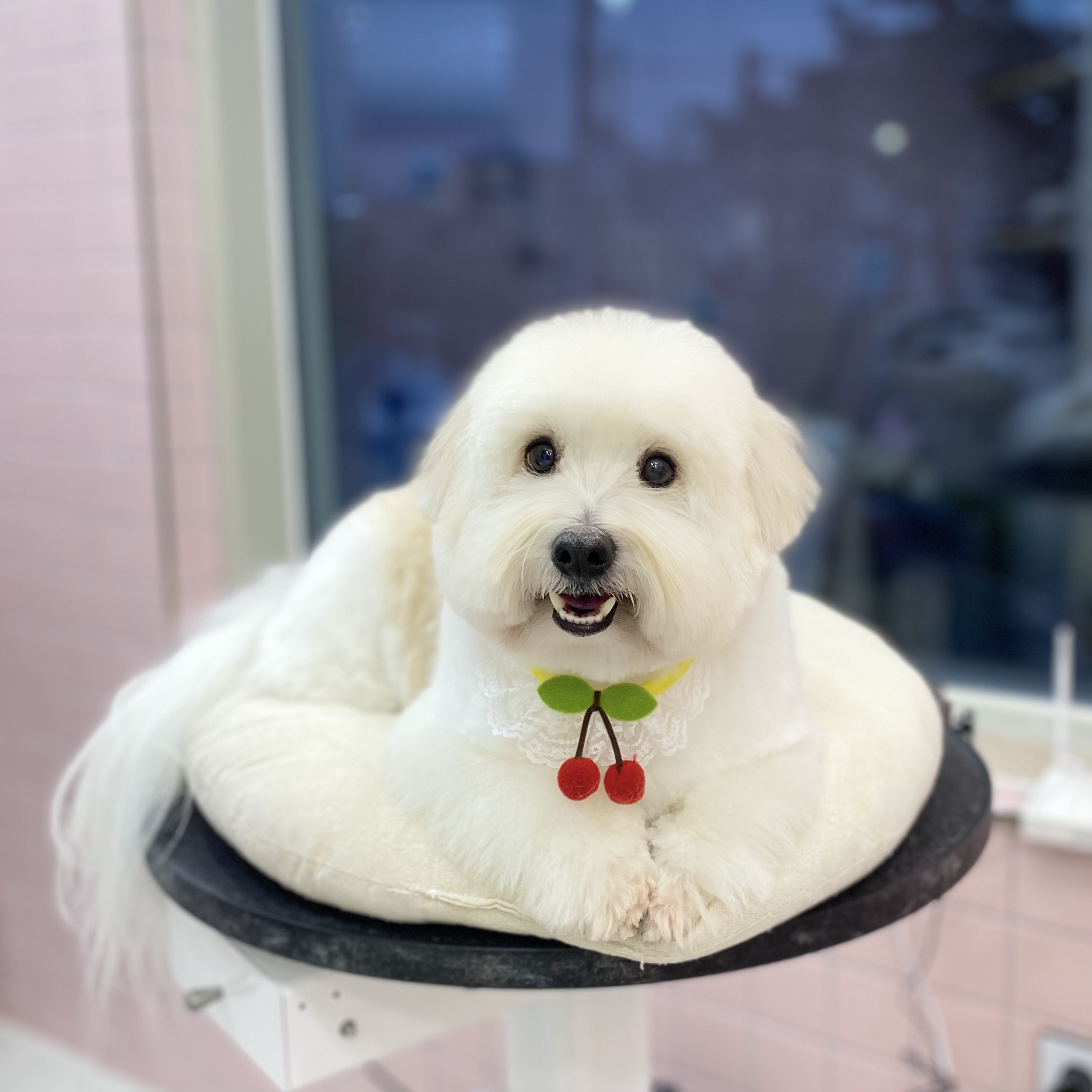 꼬망망