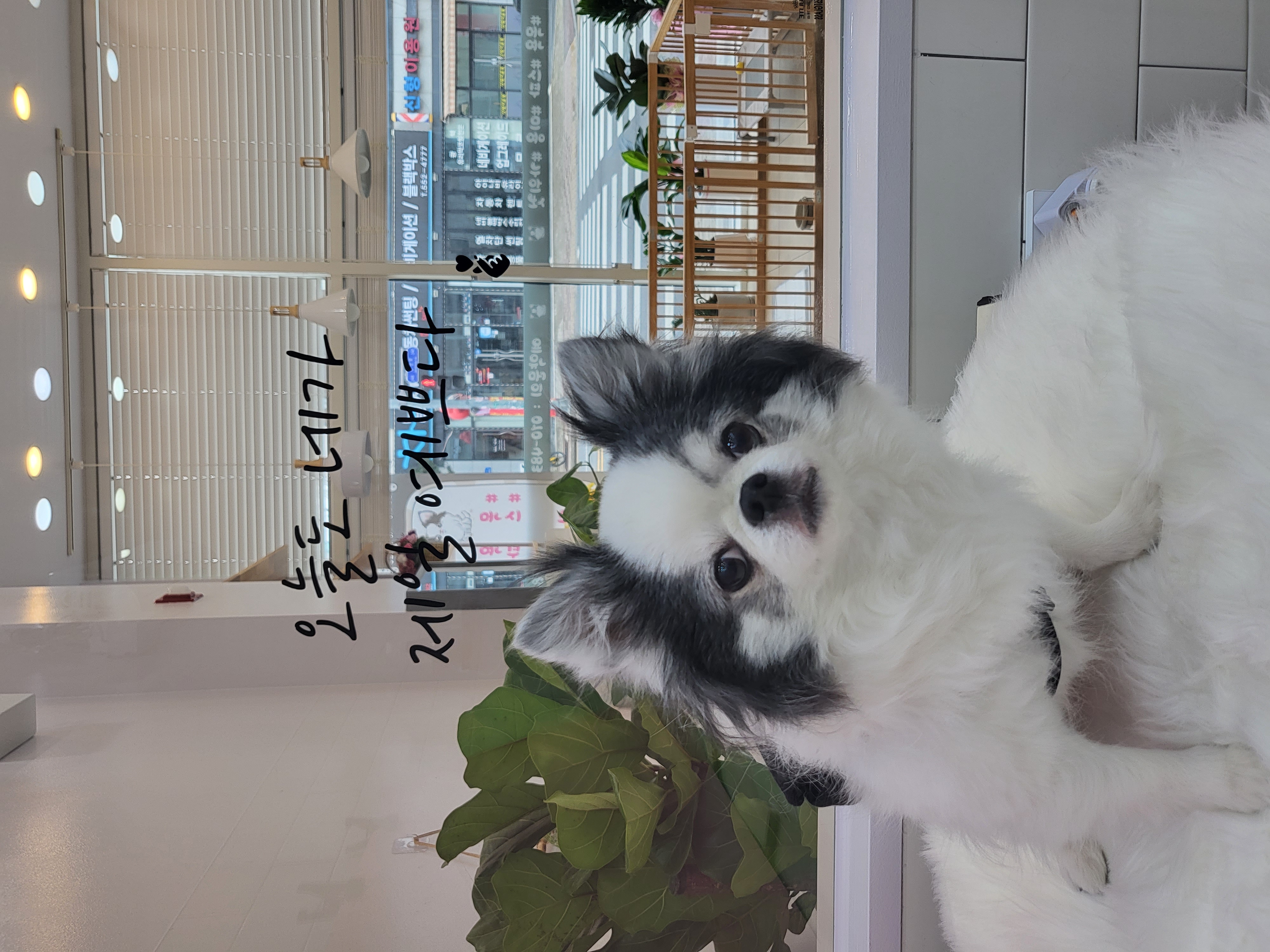퉁이네