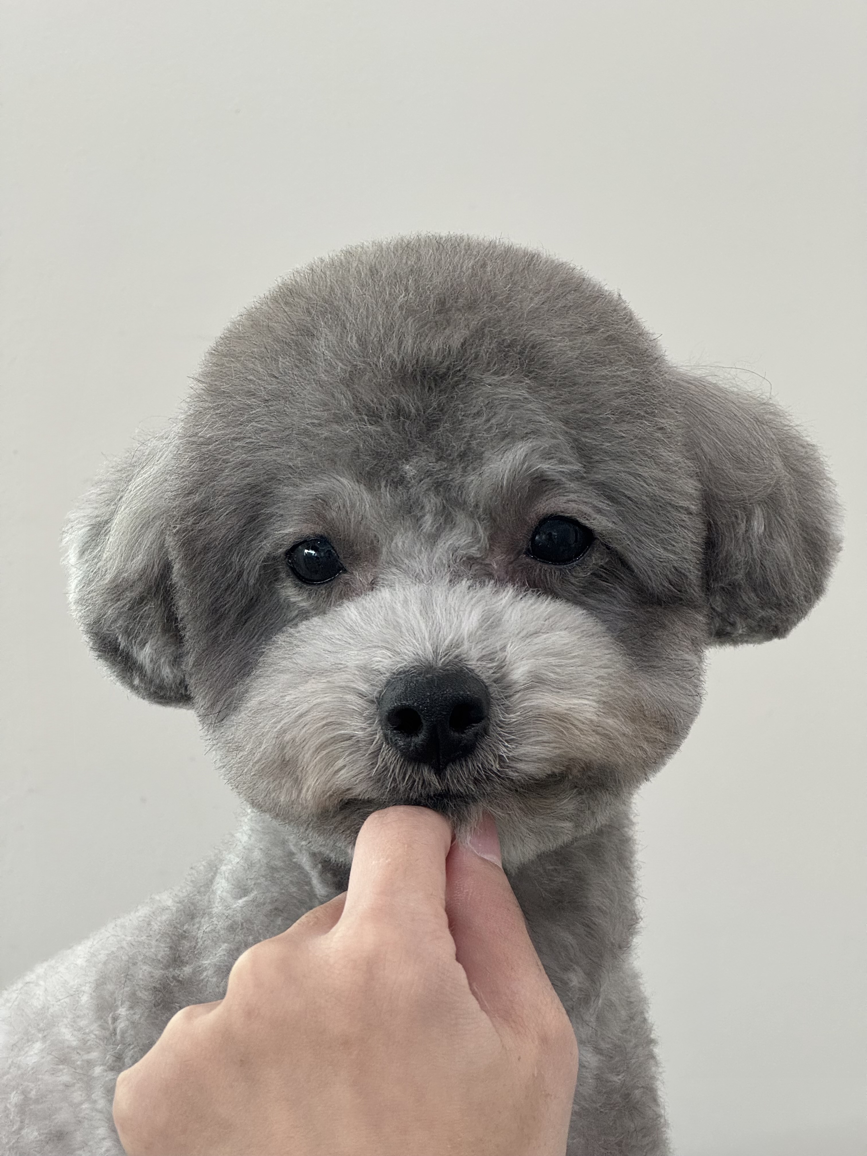 리브아워 펫(Live with our pet)