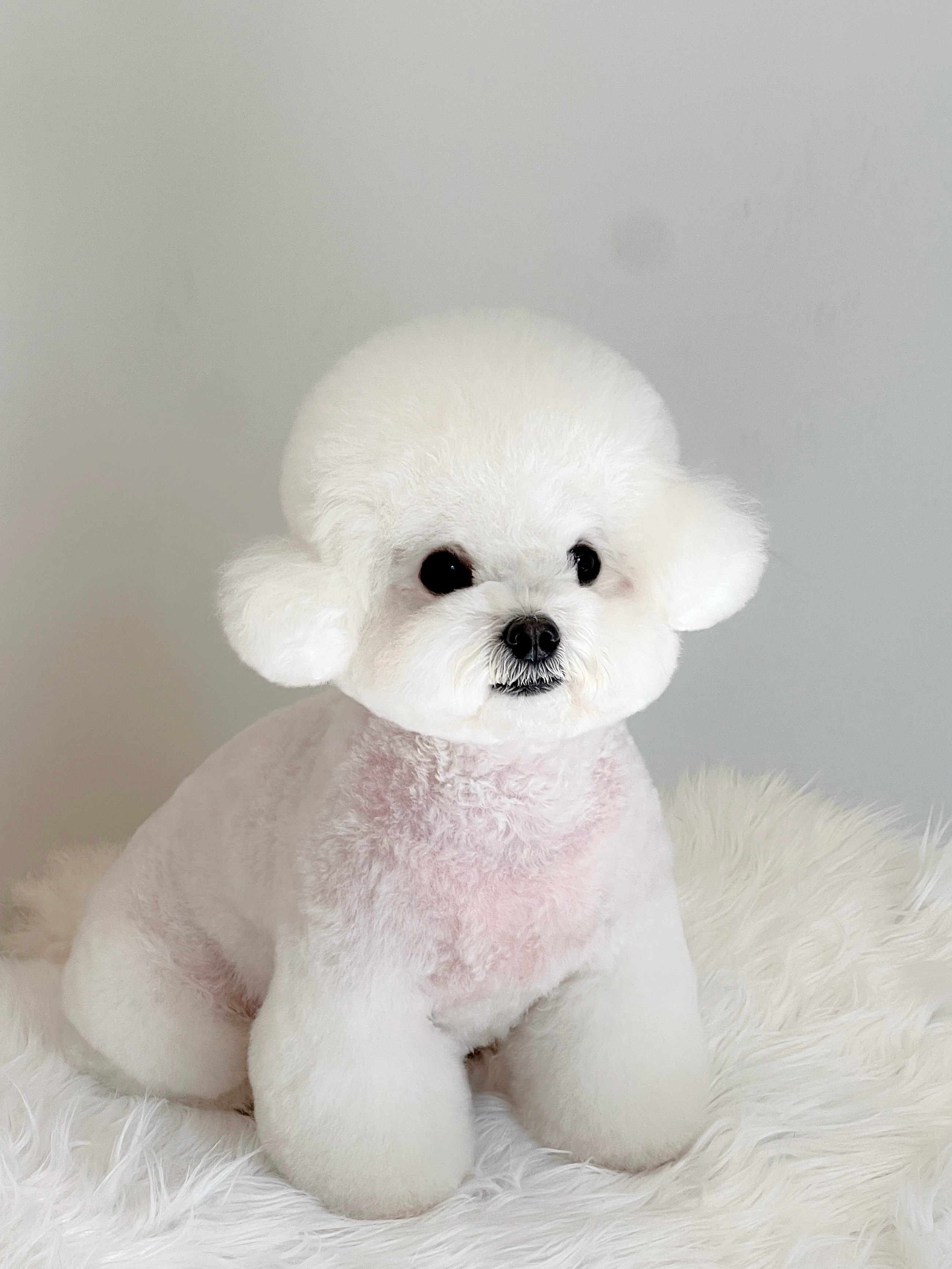 후즈독