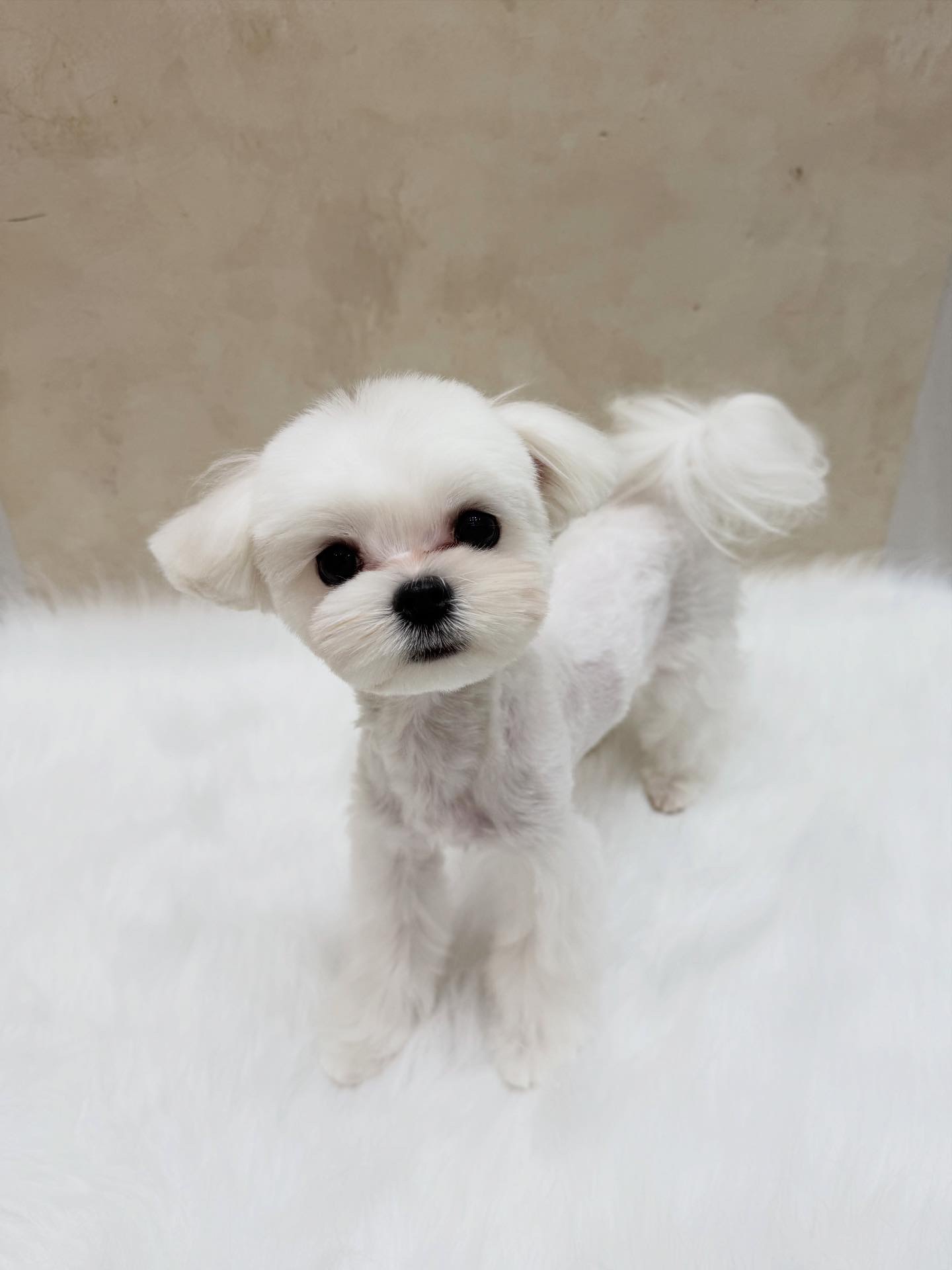 몽그리아