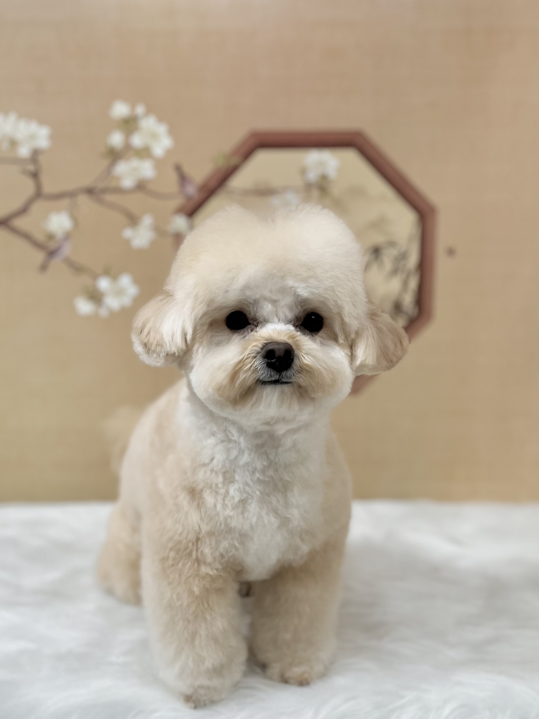 까끄숑