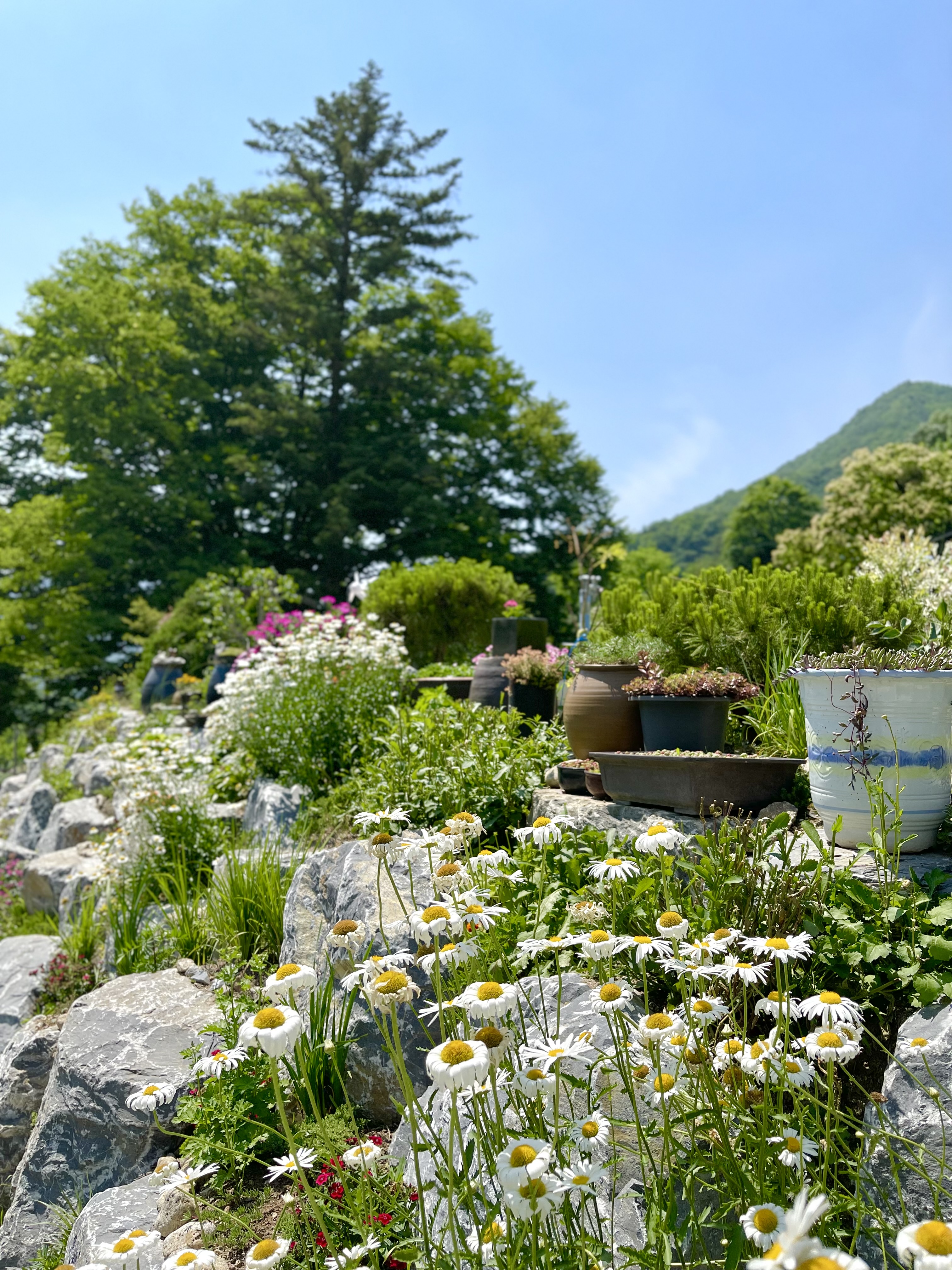 더 트리 홈 이미지