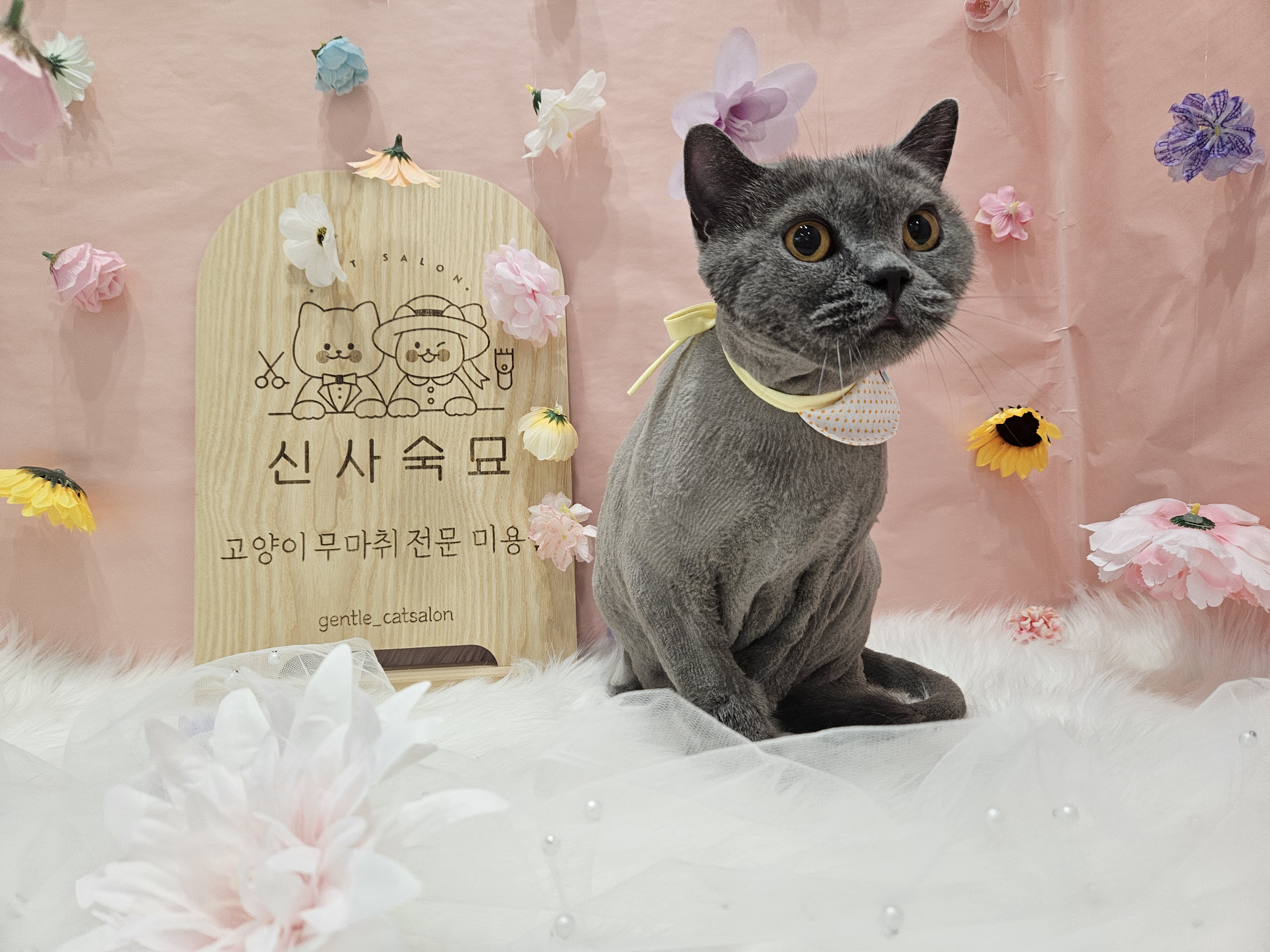 신사숙묘