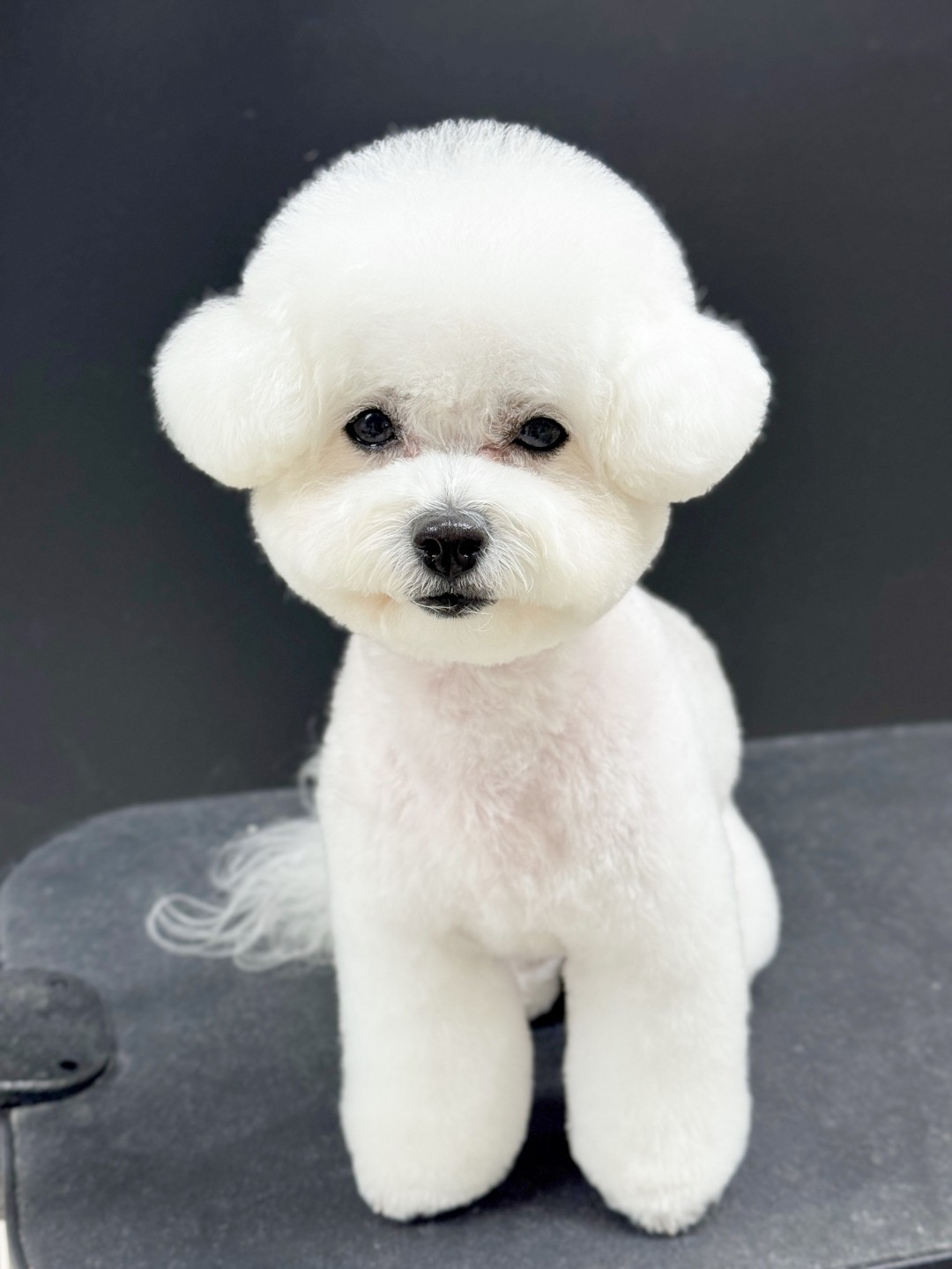 댕자뷰