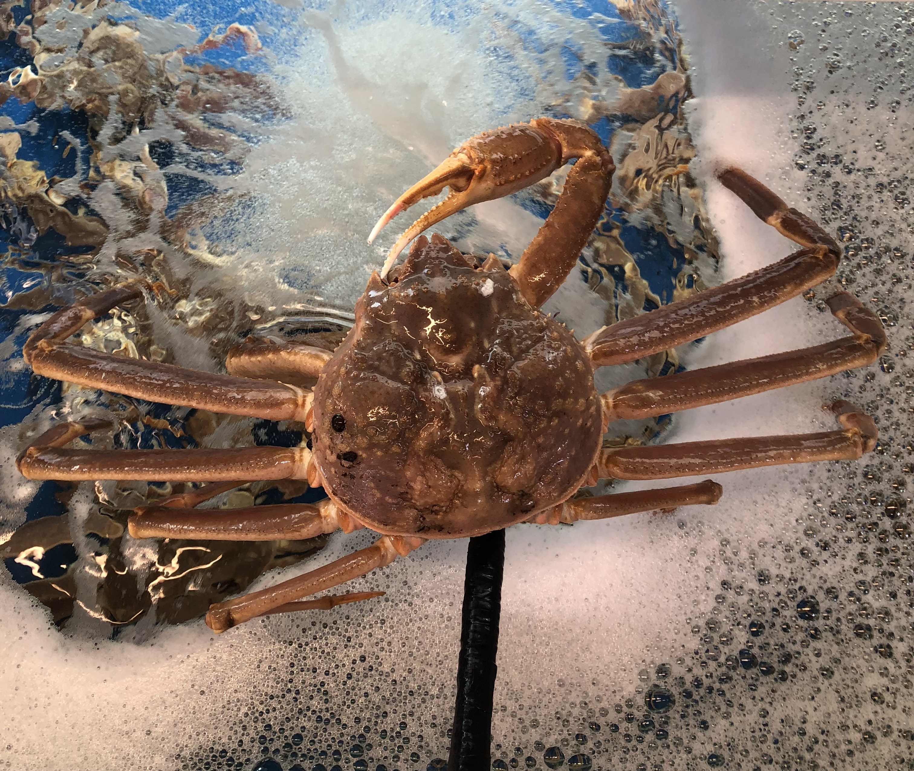 대게찜 1kg