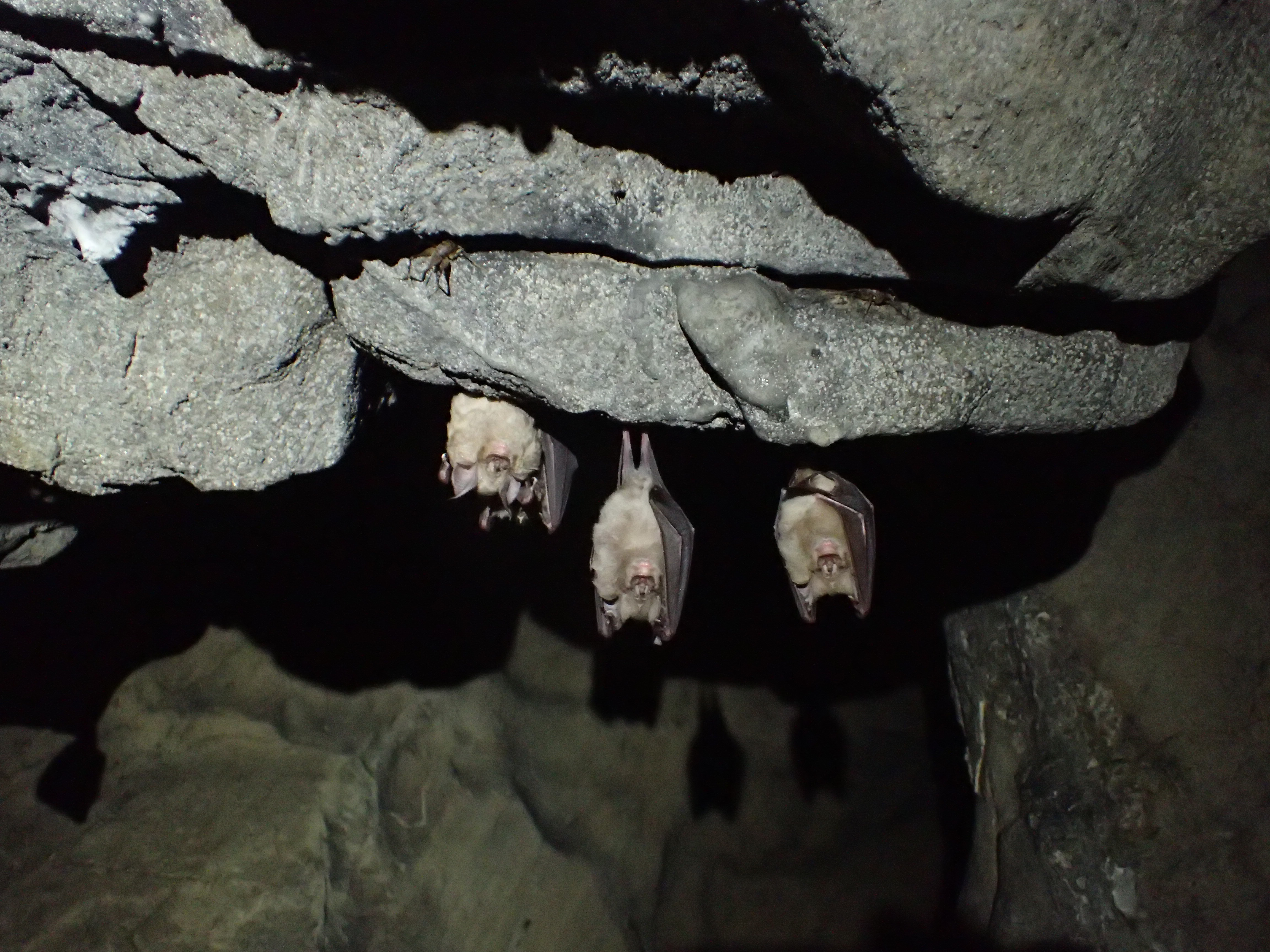 단양 고수동굴 이미지