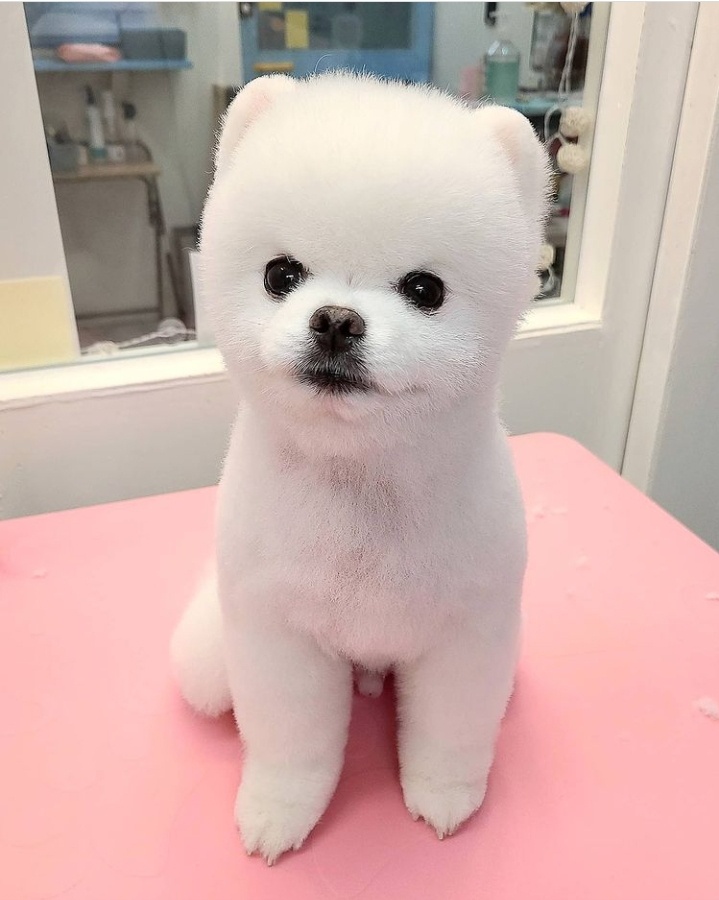 멍멍이 이발관