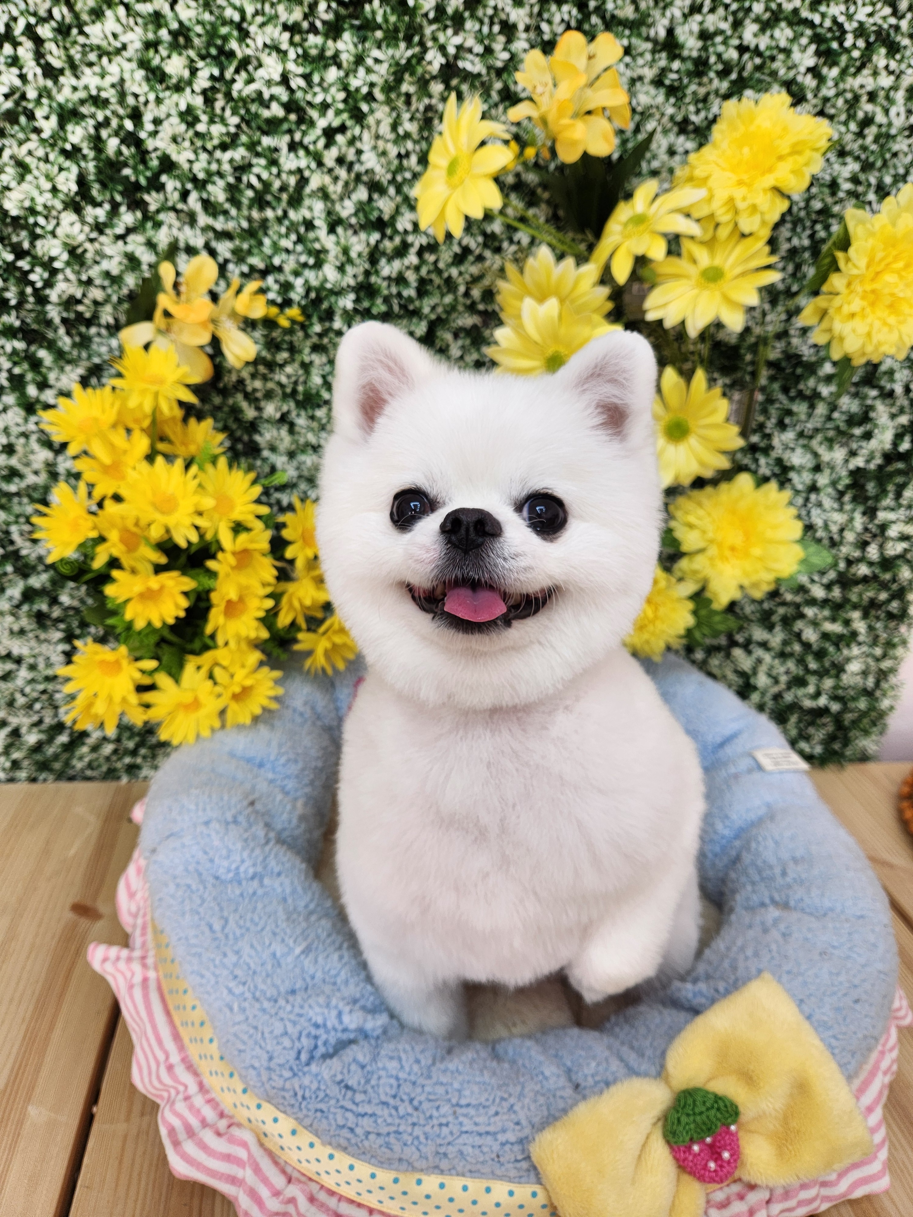 몽쉘멍멍