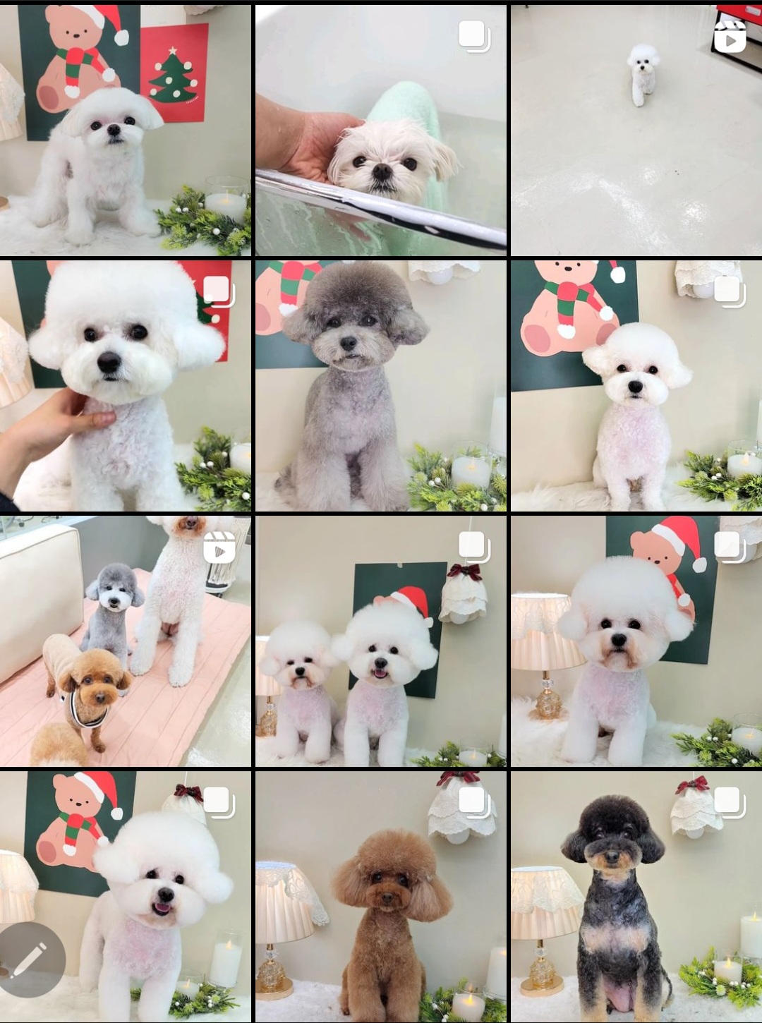 독한고양이