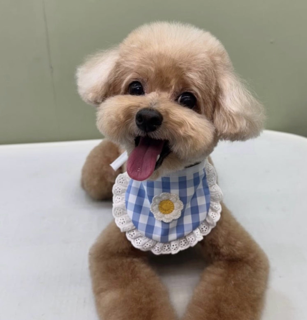 헬로우버디 그루밍센터 애견미용 홍대점