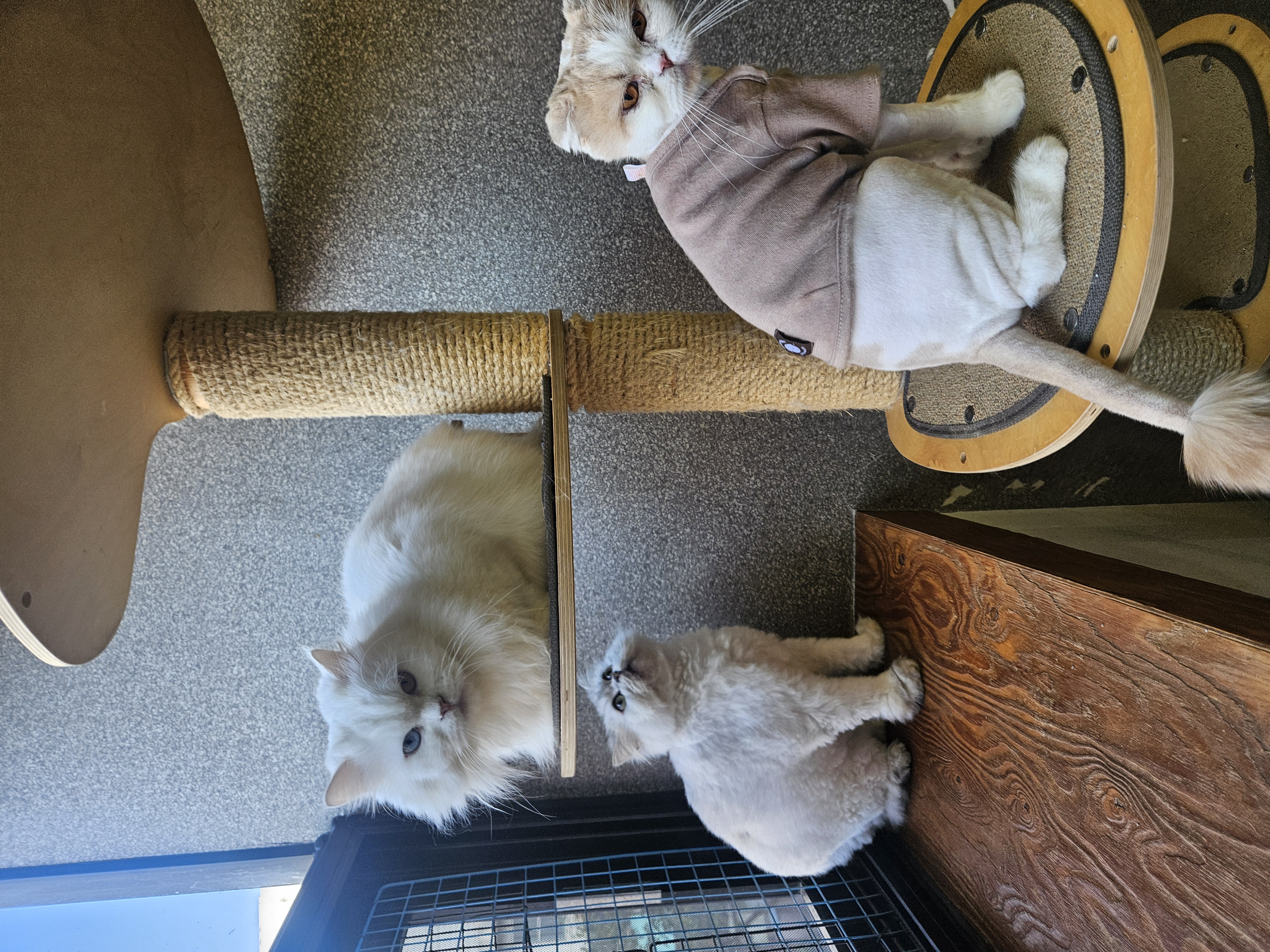 꿈냥꿈냥