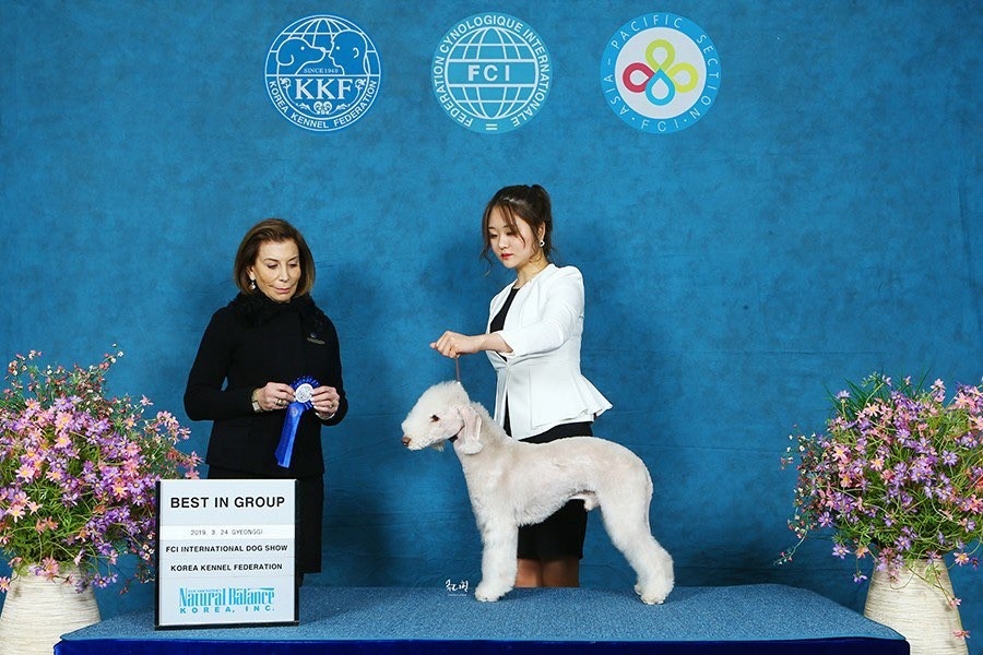 남현댕 애견미용