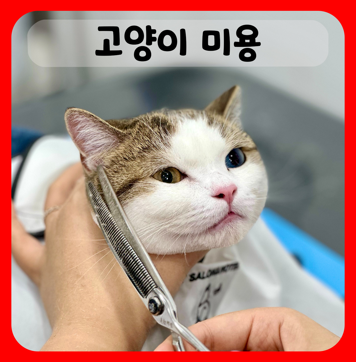 창원고양이미용 무냥무냥
