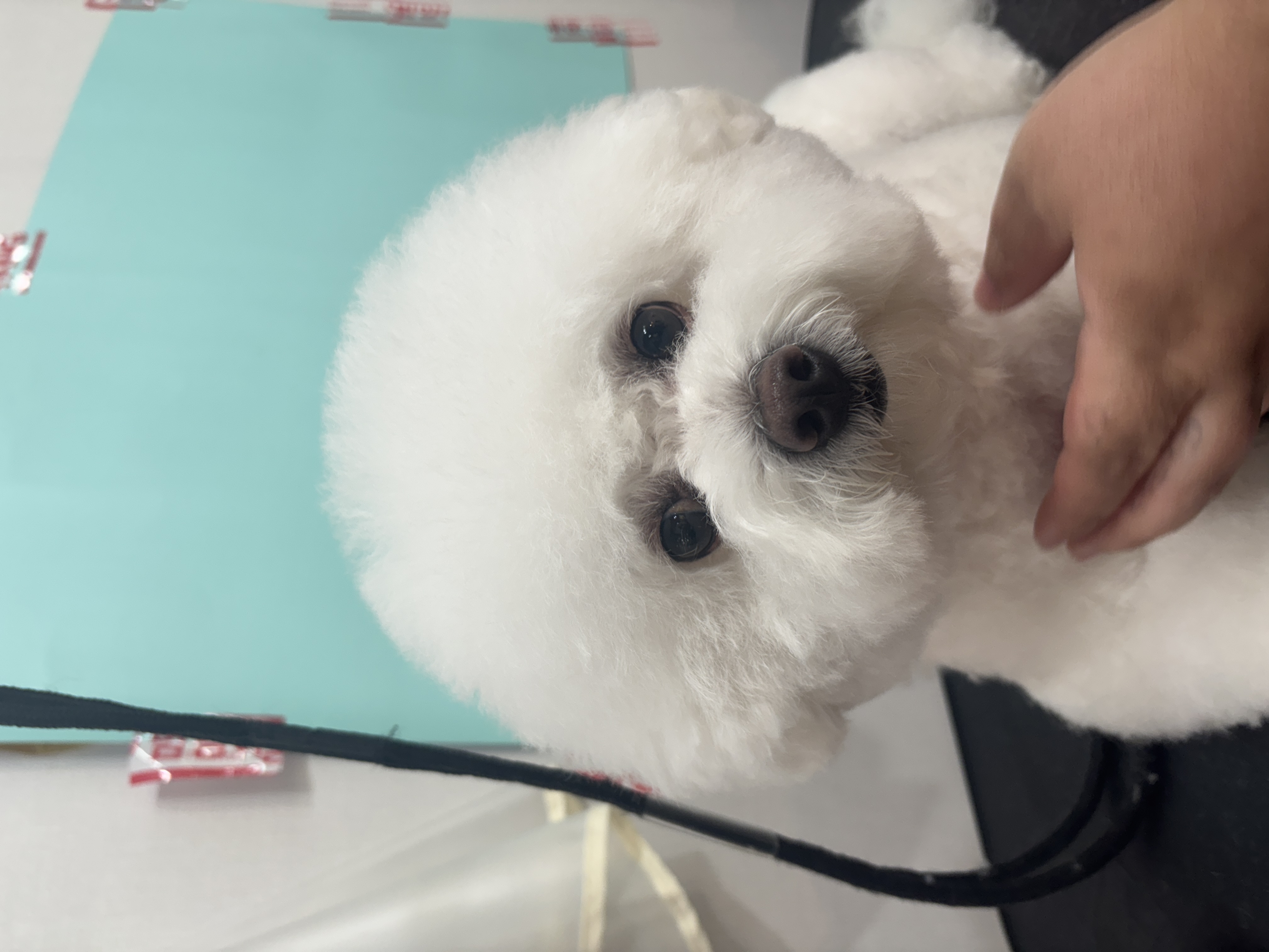 JJ 펫살롱