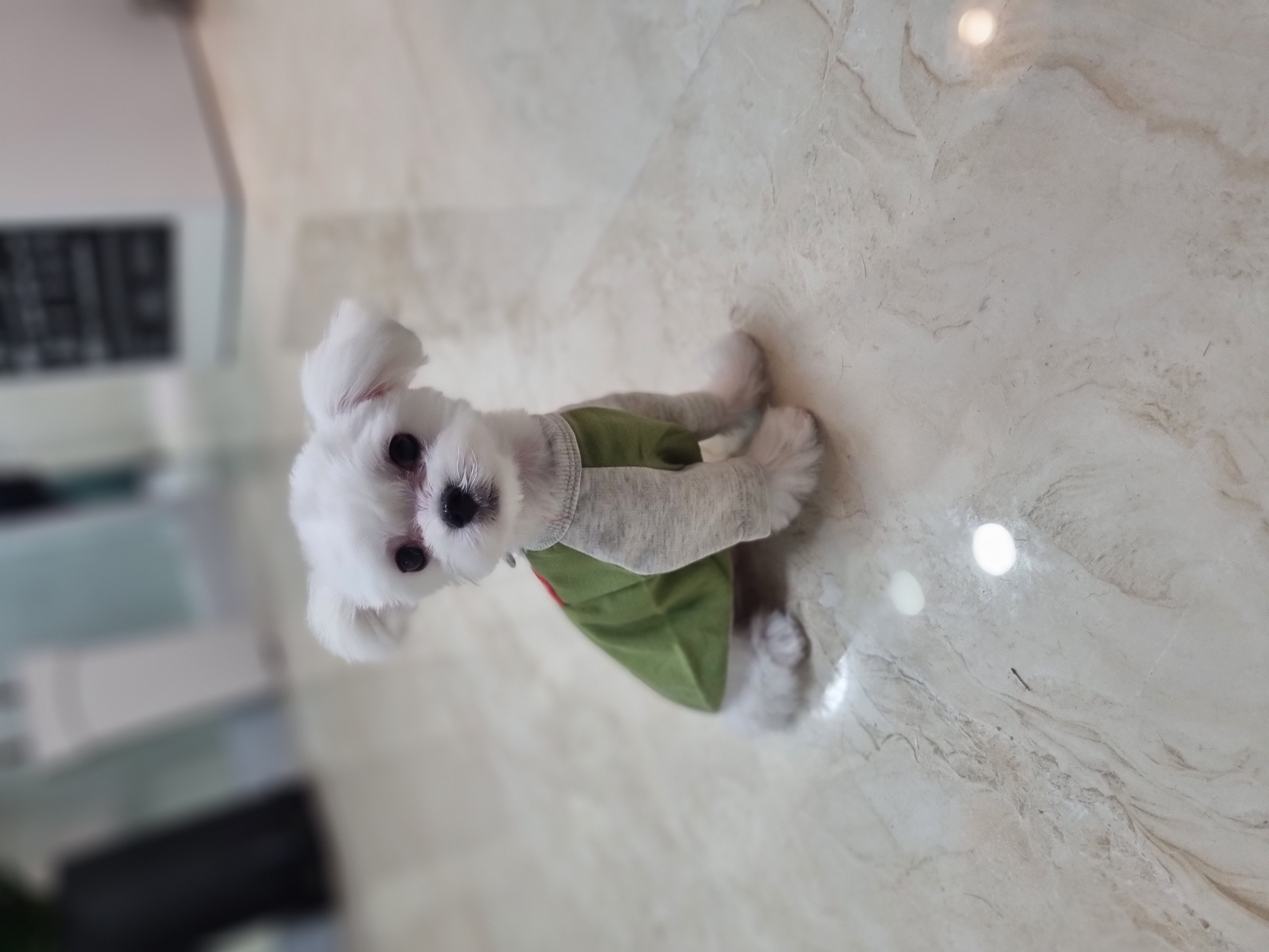 뽀샤시 펫살롱