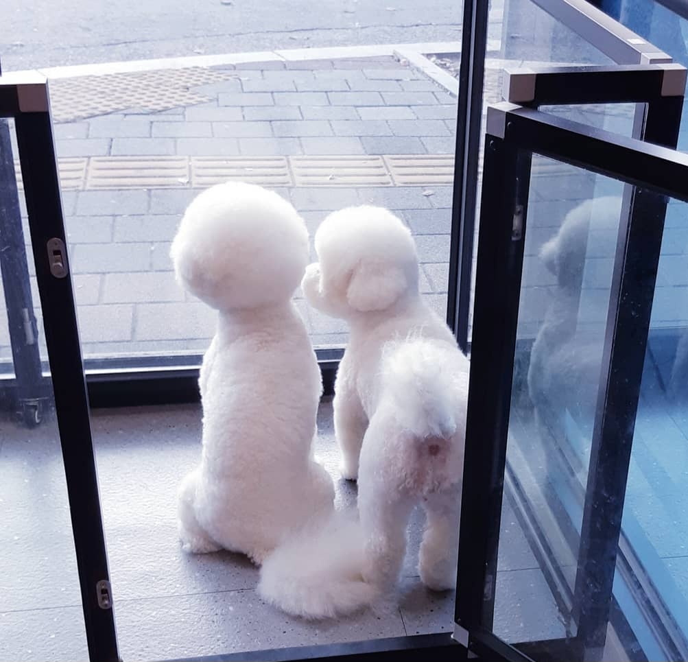 강아지 미용실