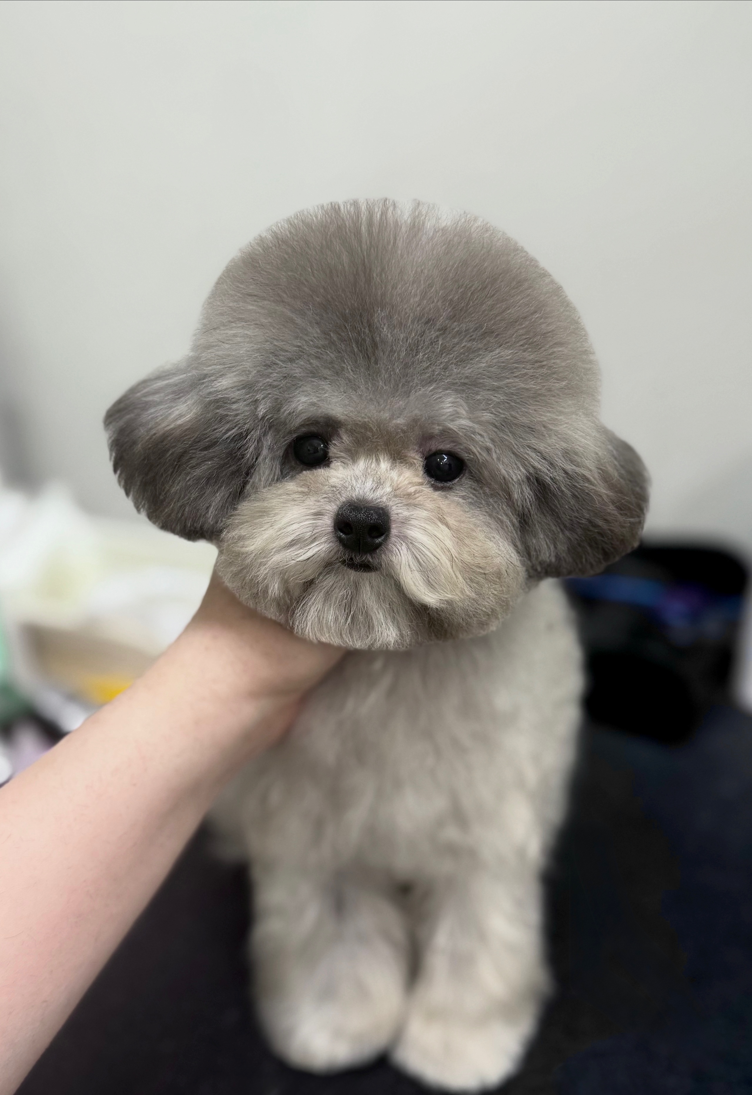 털친구