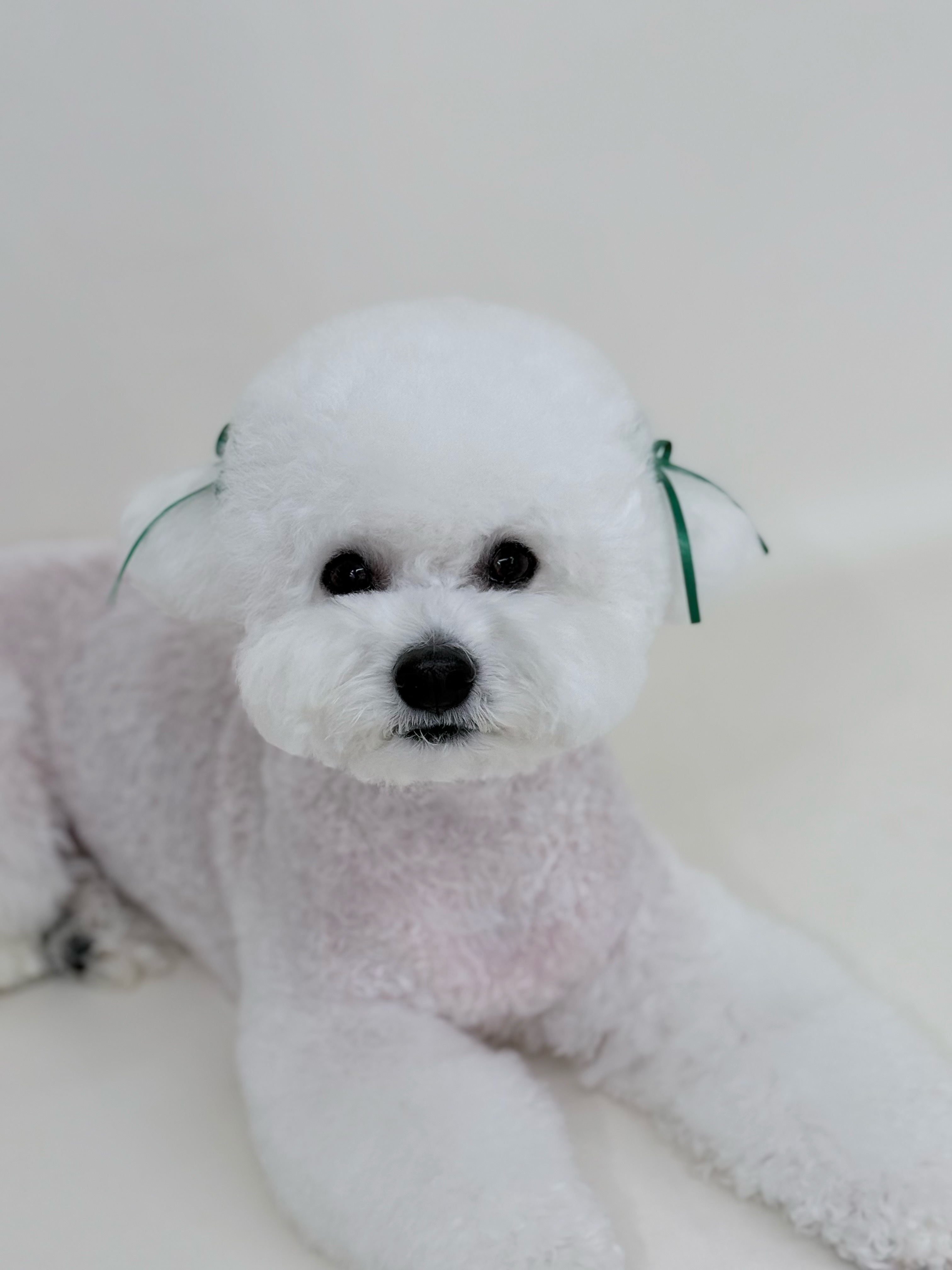 토들