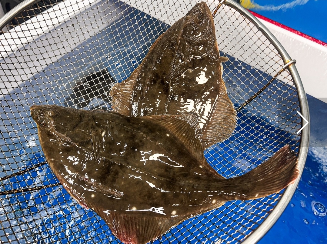 자연산참가자미