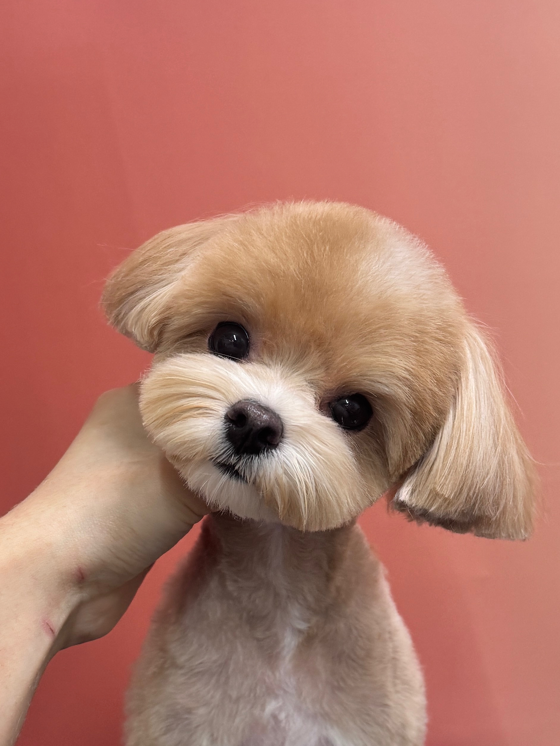 뽀송뽀송애견놀이방
