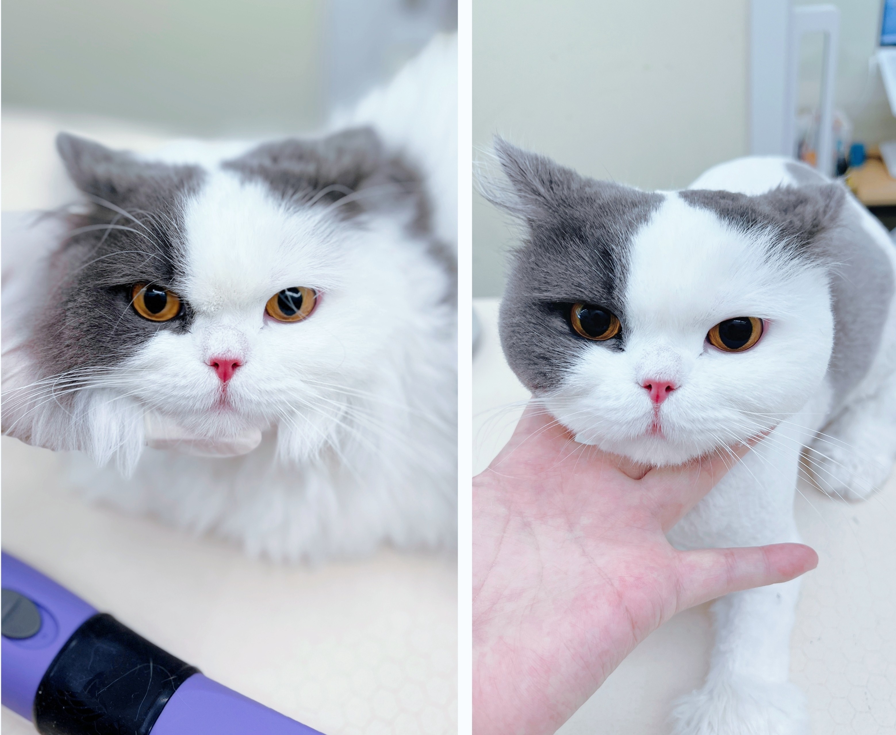 무마취 고양이 미용실 반할고양