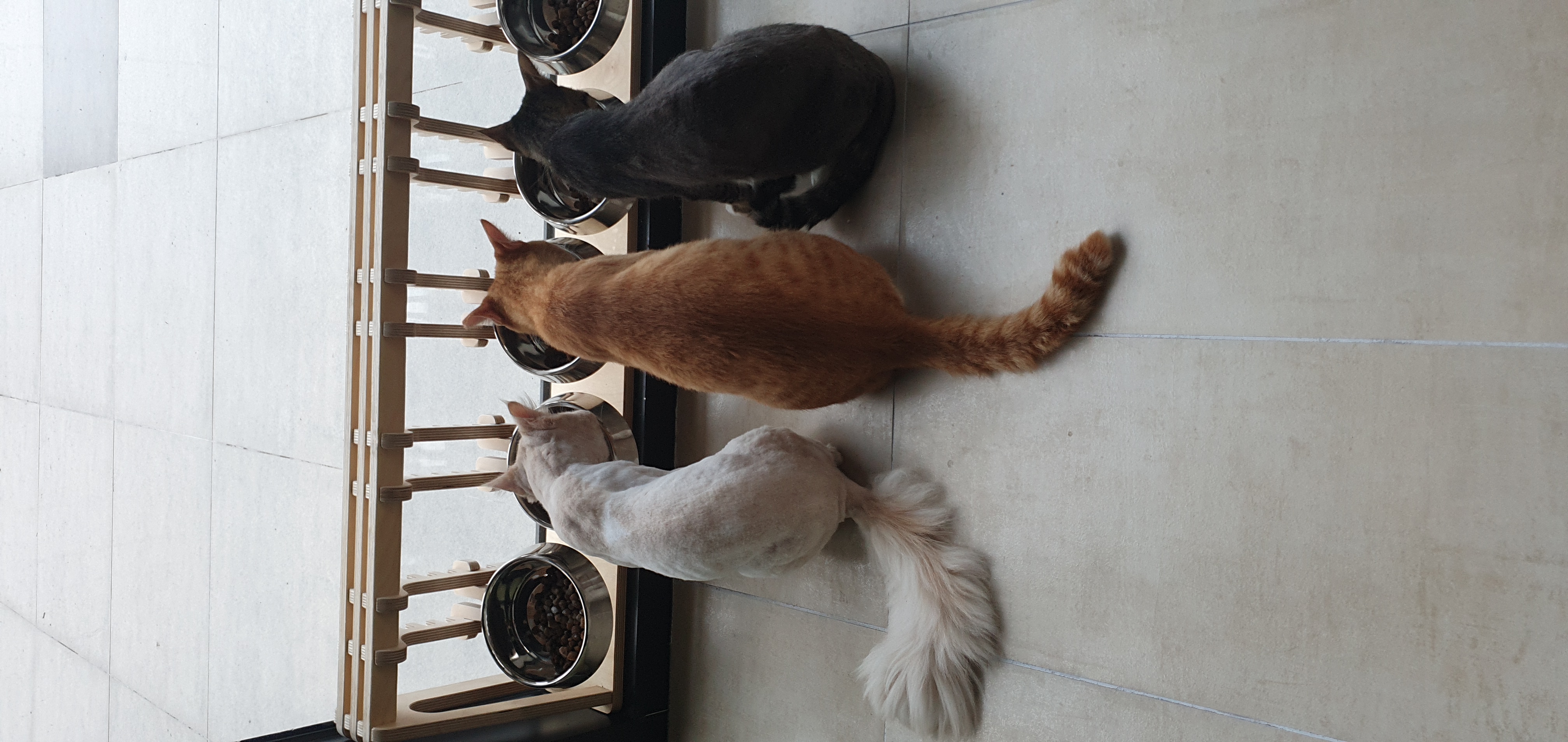 고양이 세수_설렘