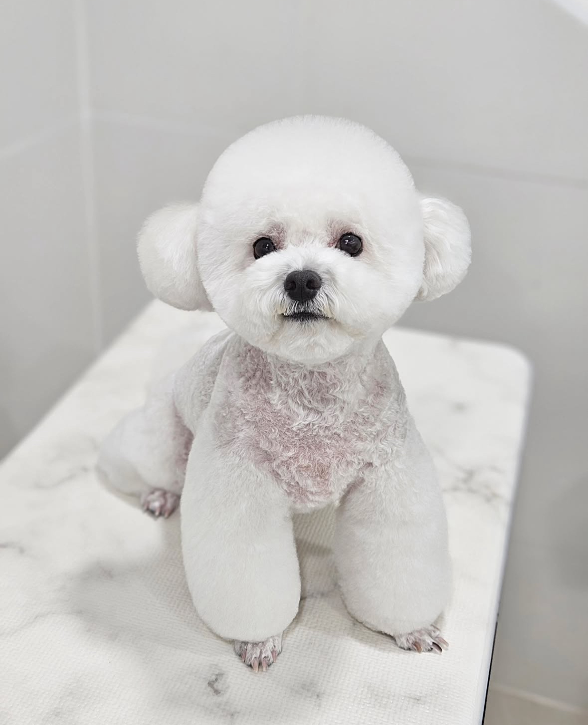 살롱드멍멍