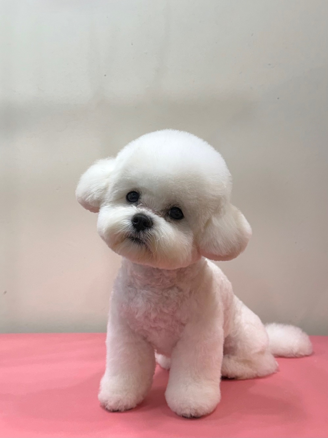 슈블리펫살롱